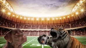 Cleveland Browns vs Cincinnati Bengals By @hero0fwar