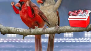 Arizona Cardinals By @kittaypandahippooooo