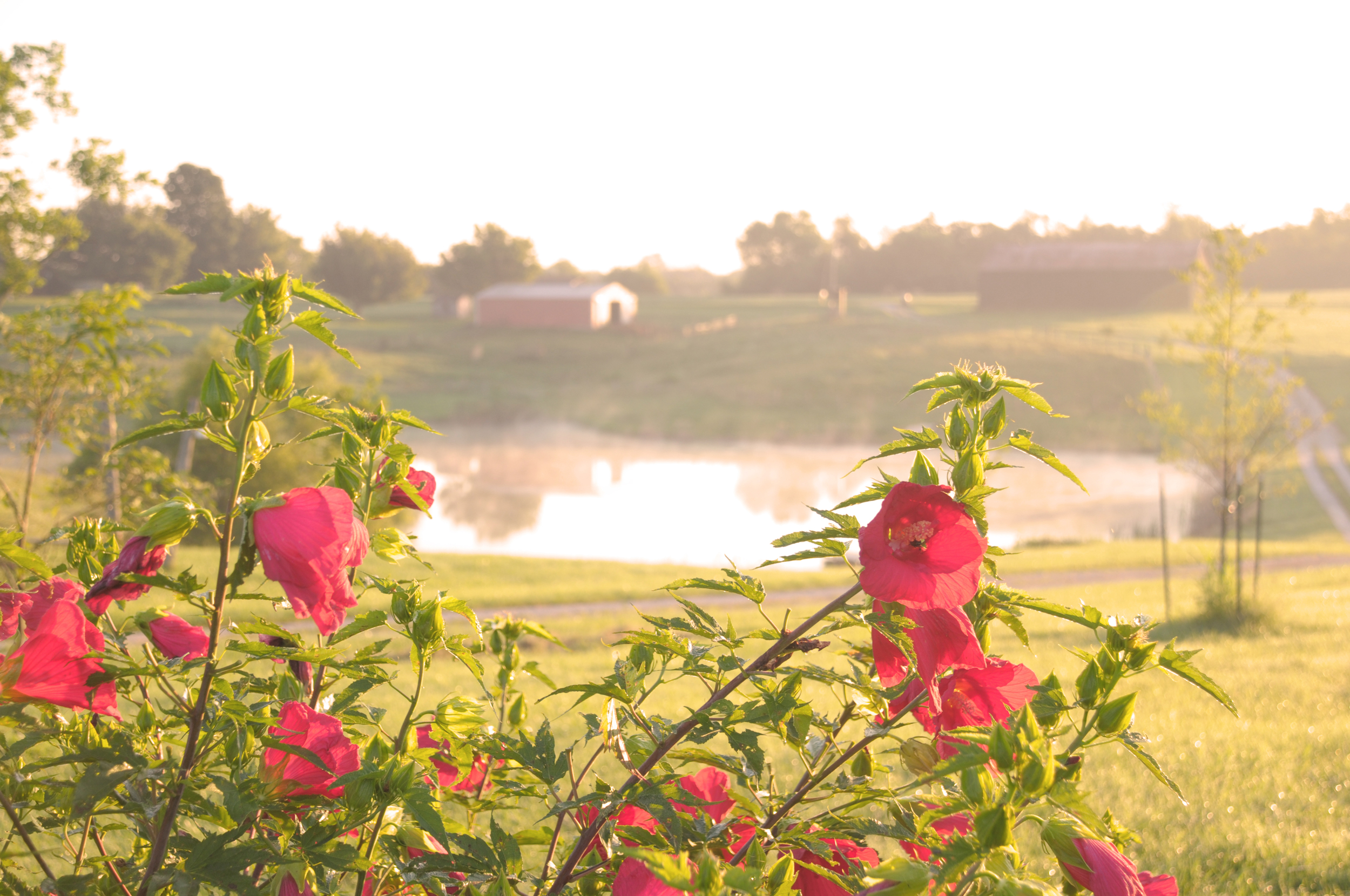 Farm_flower1.jpg