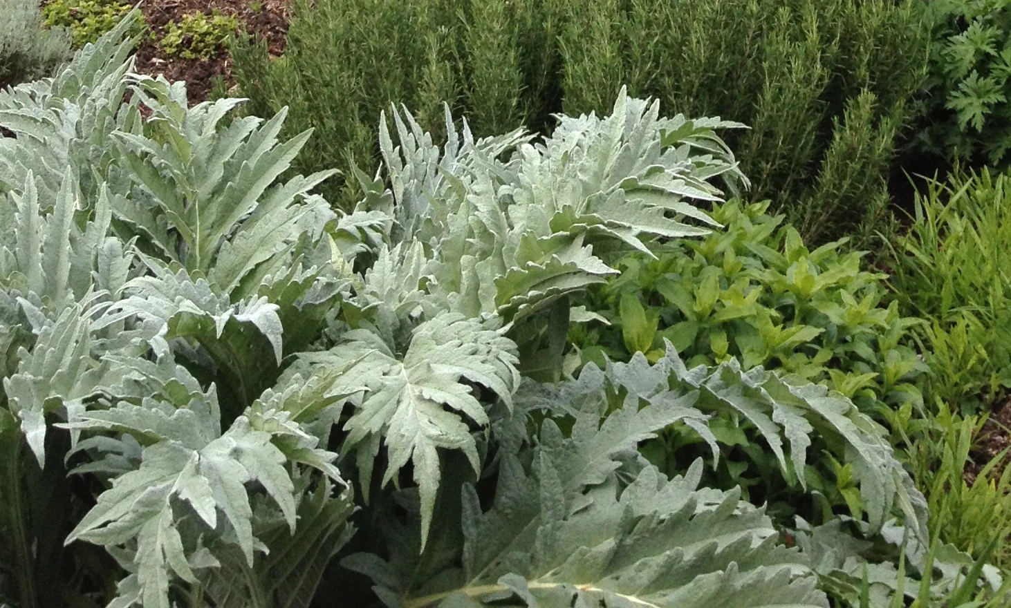 herbs.jpg