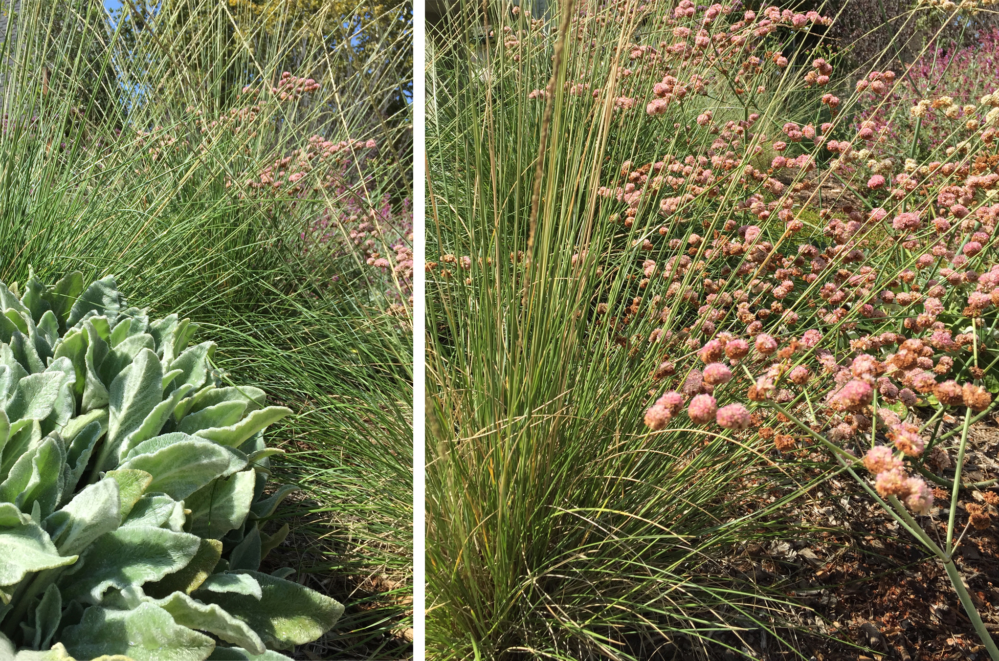 grass and buckwheat 2.jpg