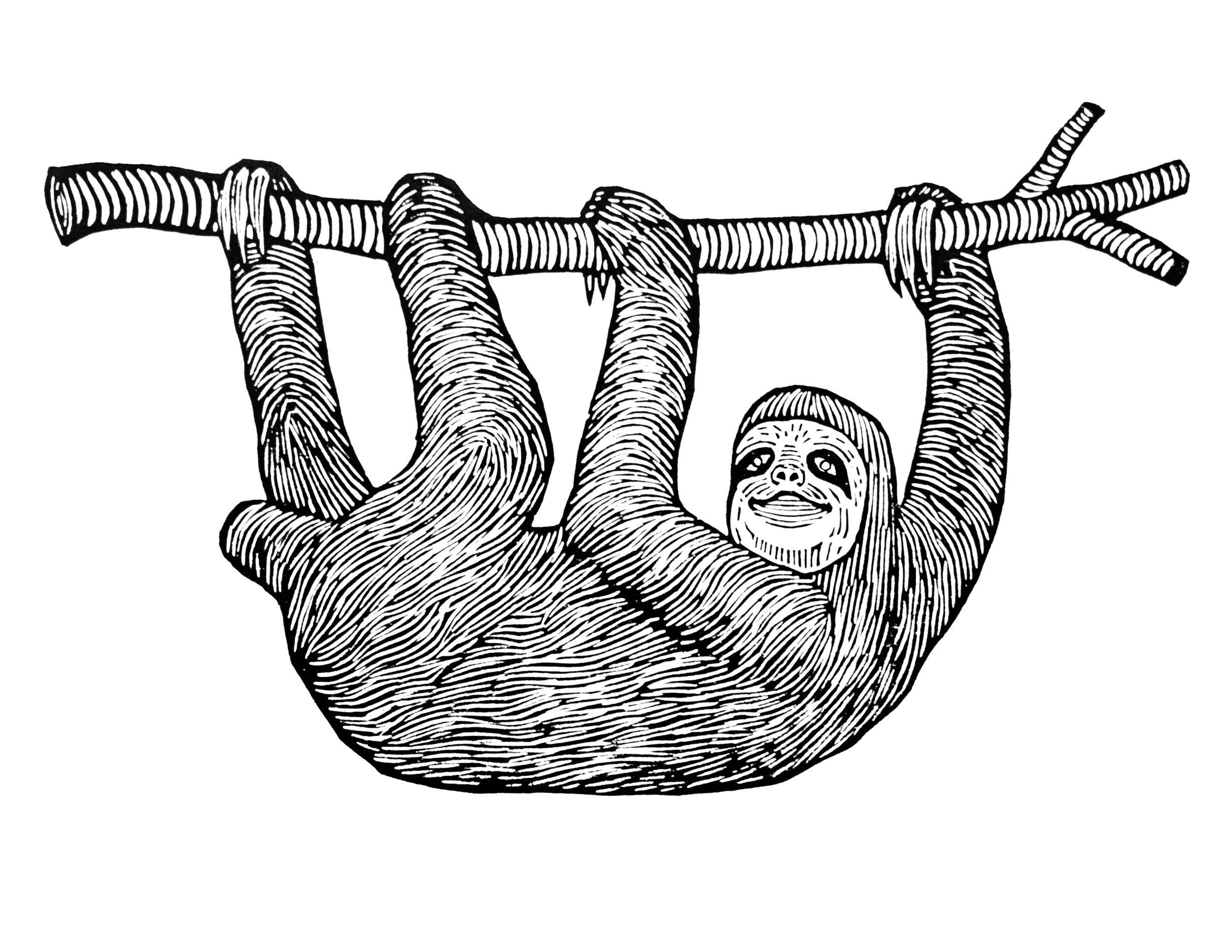 Three toed sloth