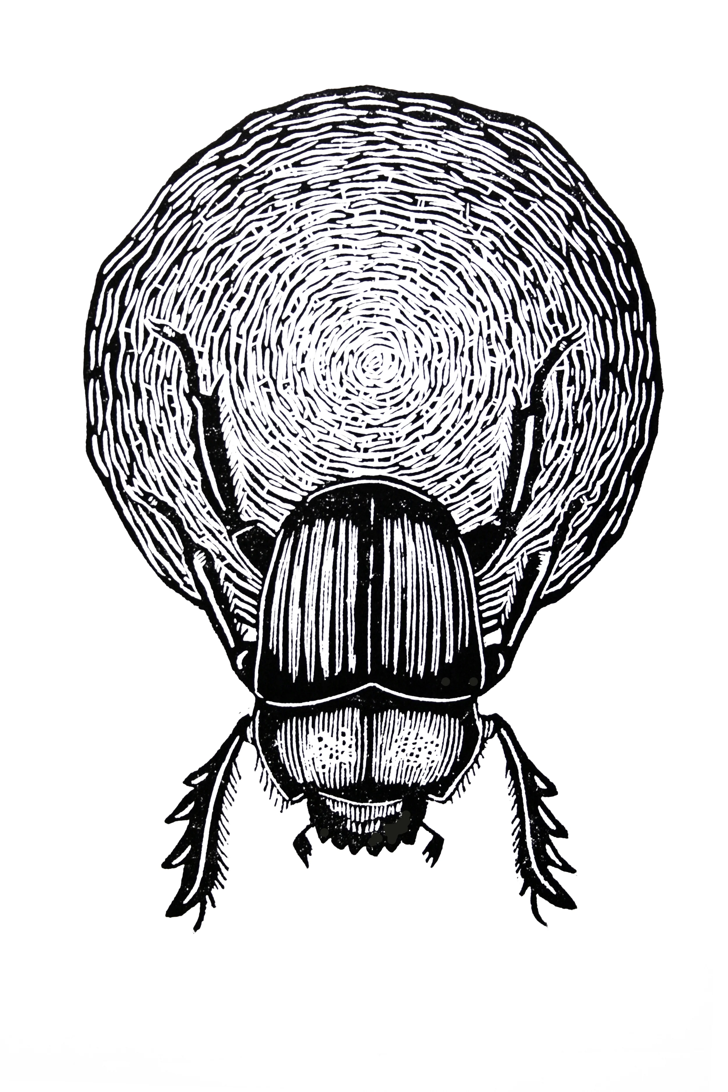 Dung Beetle