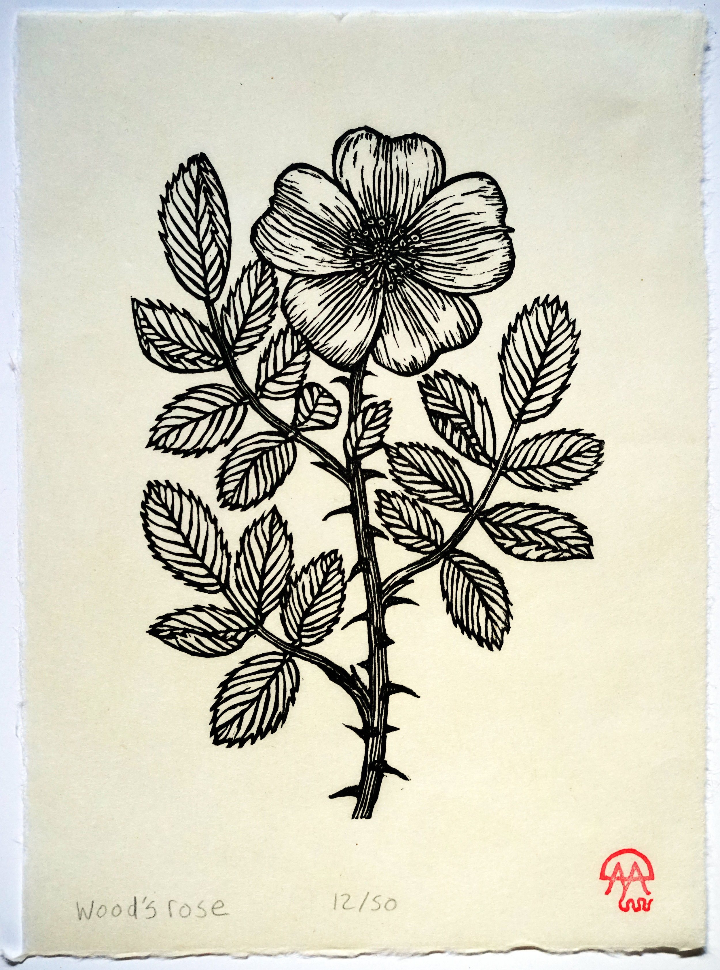 woods rose.jpg
