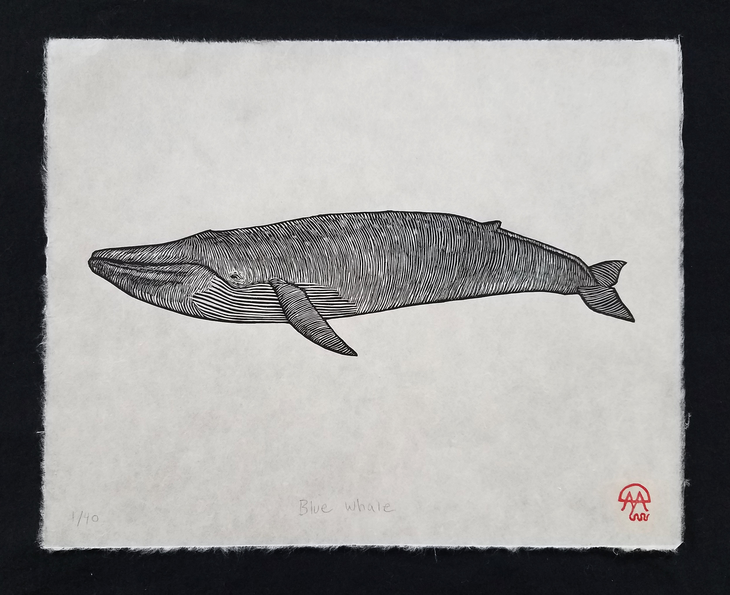 BlueWhale.jpg