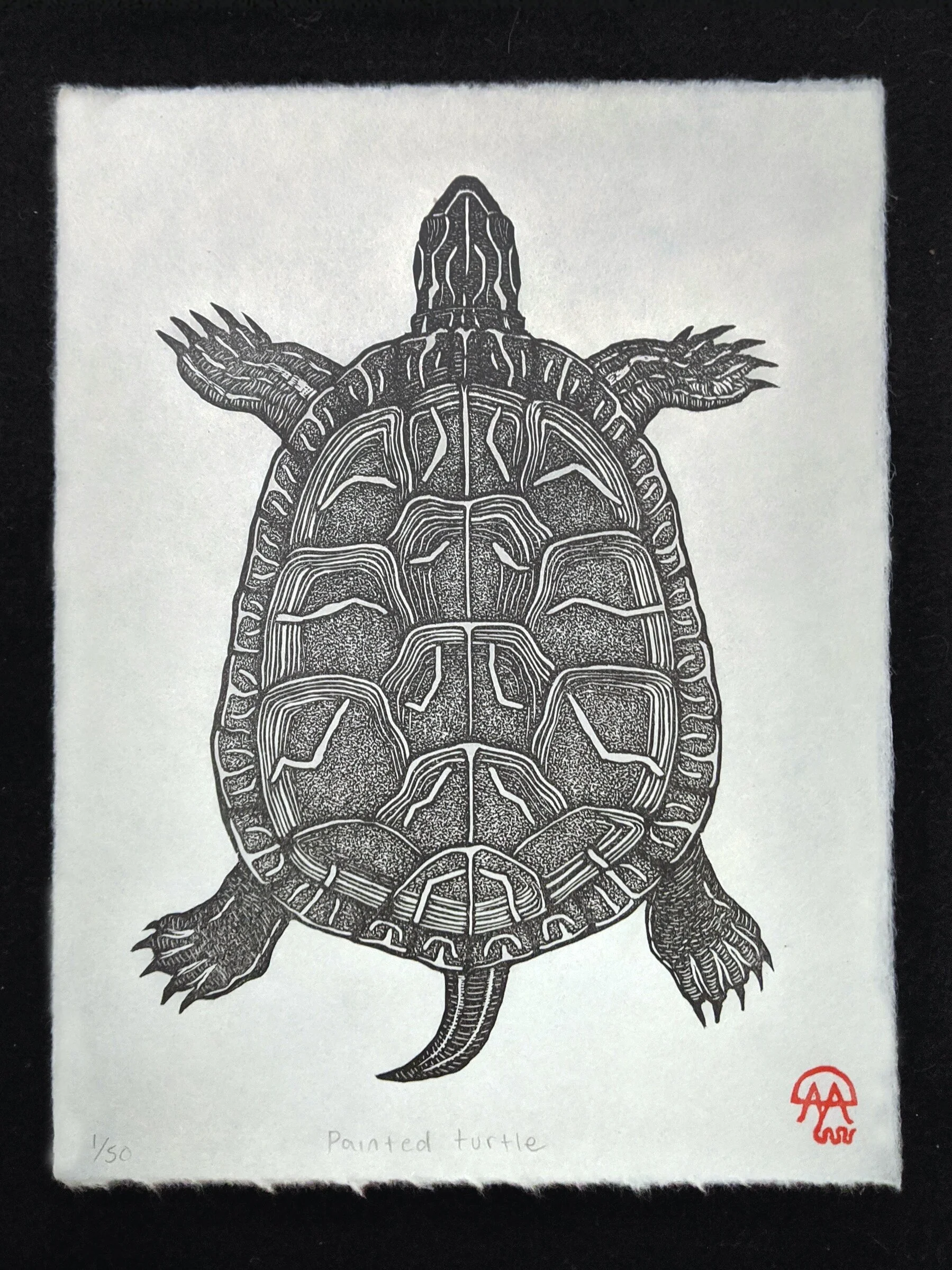 painted+turtle.jpg