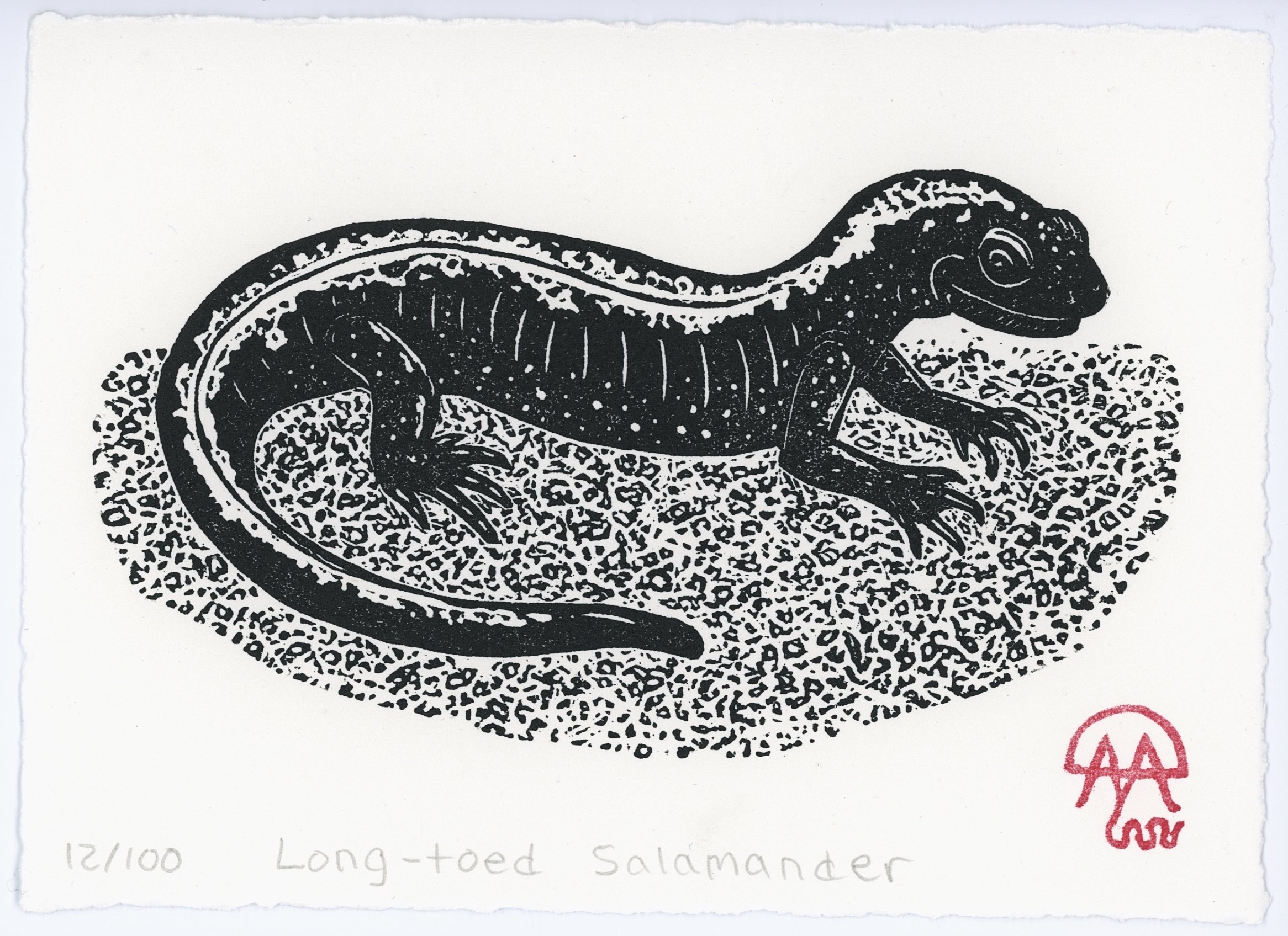 long-toe salamander.jpg