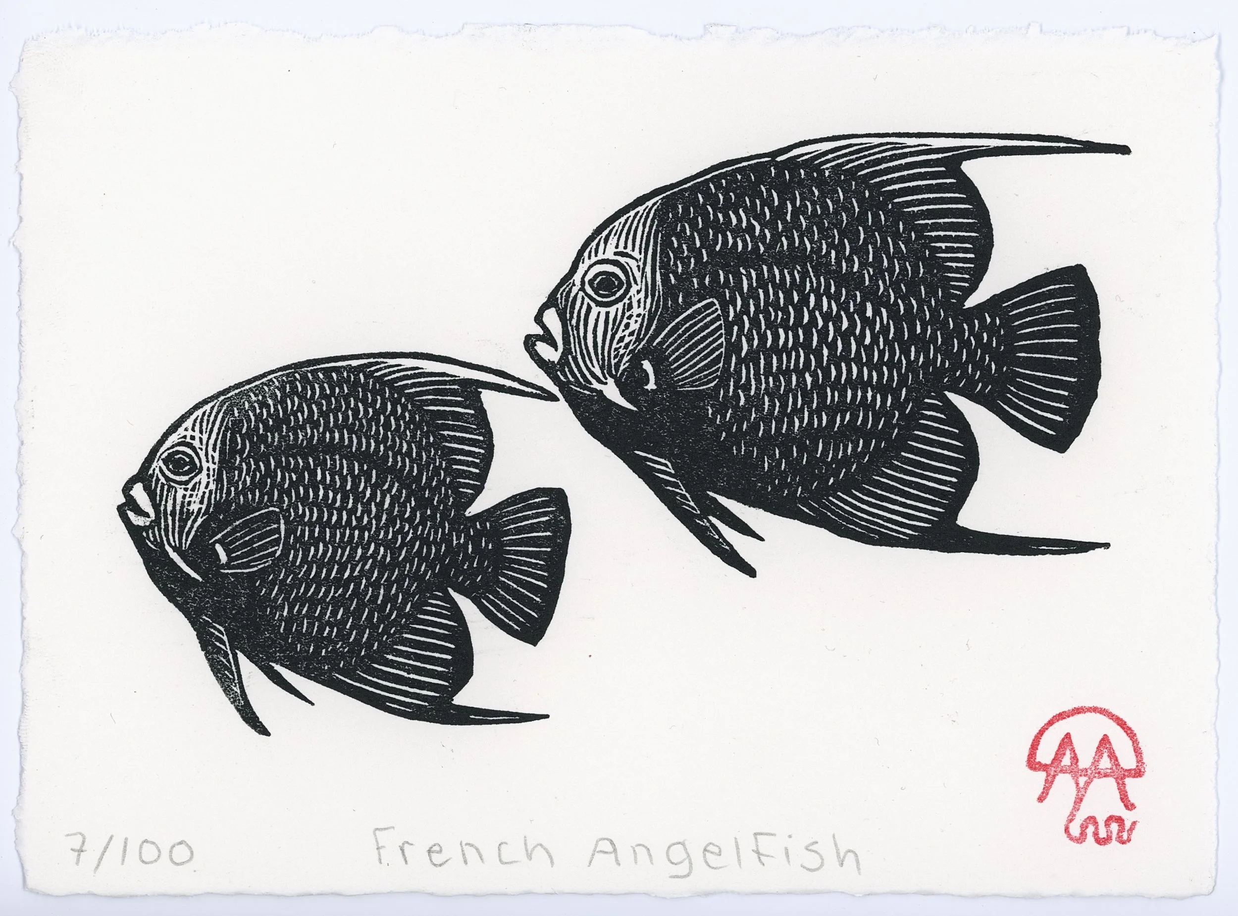 French Angelfish.jpg