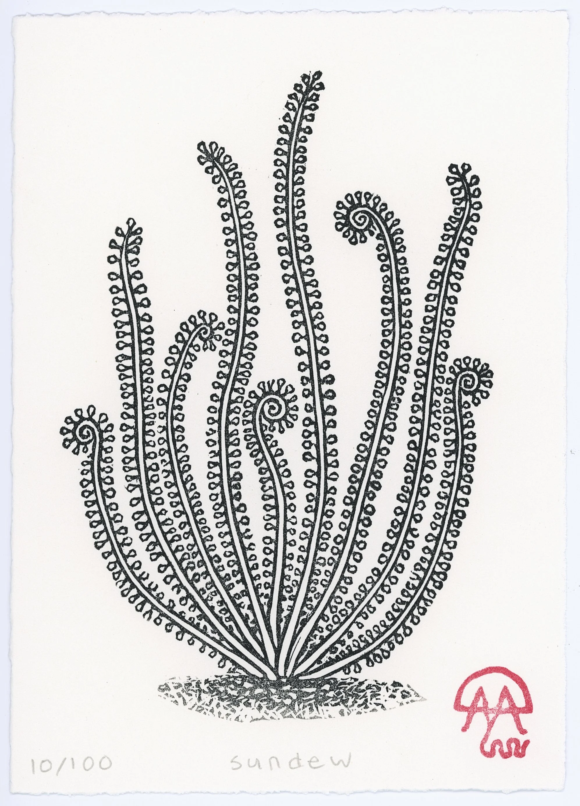 Sundew.jpg