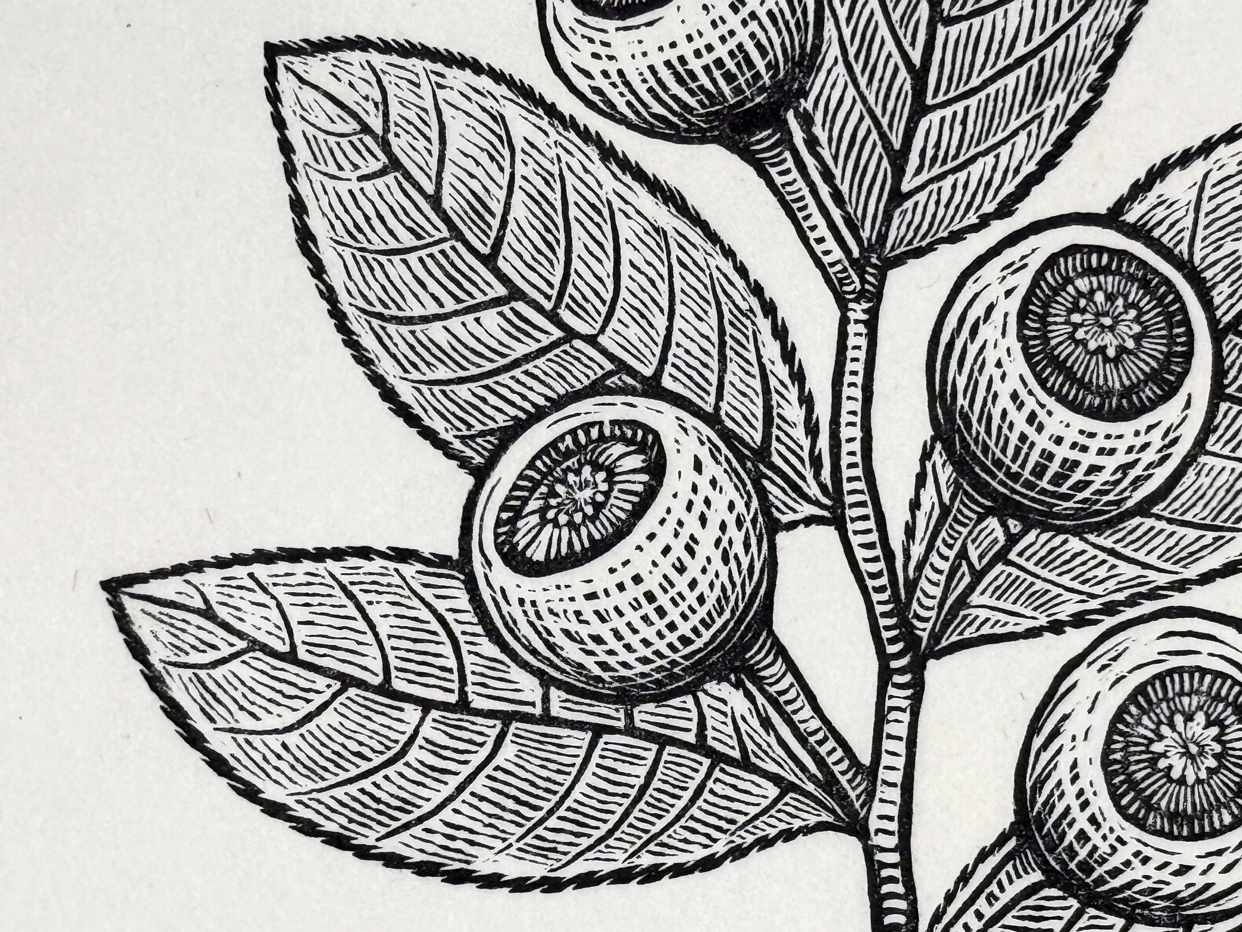 Huckleberry closeup.jpg