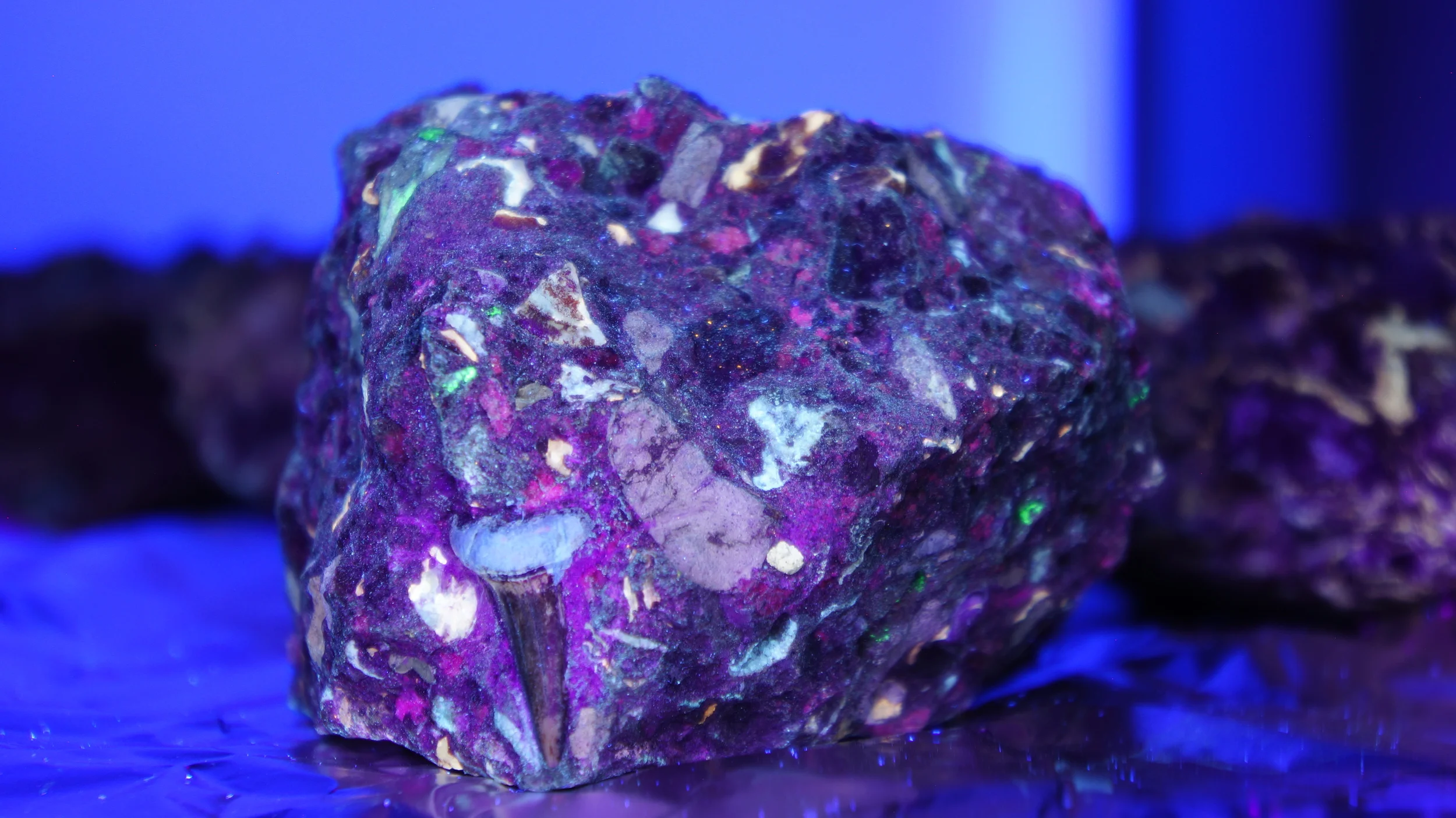   253.7nm   Mako shark (Isurus hastalis) tooth in conglomerate   Shell (yellow &amp; white)   Copralite (pink)   Yorba Member, Puente Formation   6-8 mya  