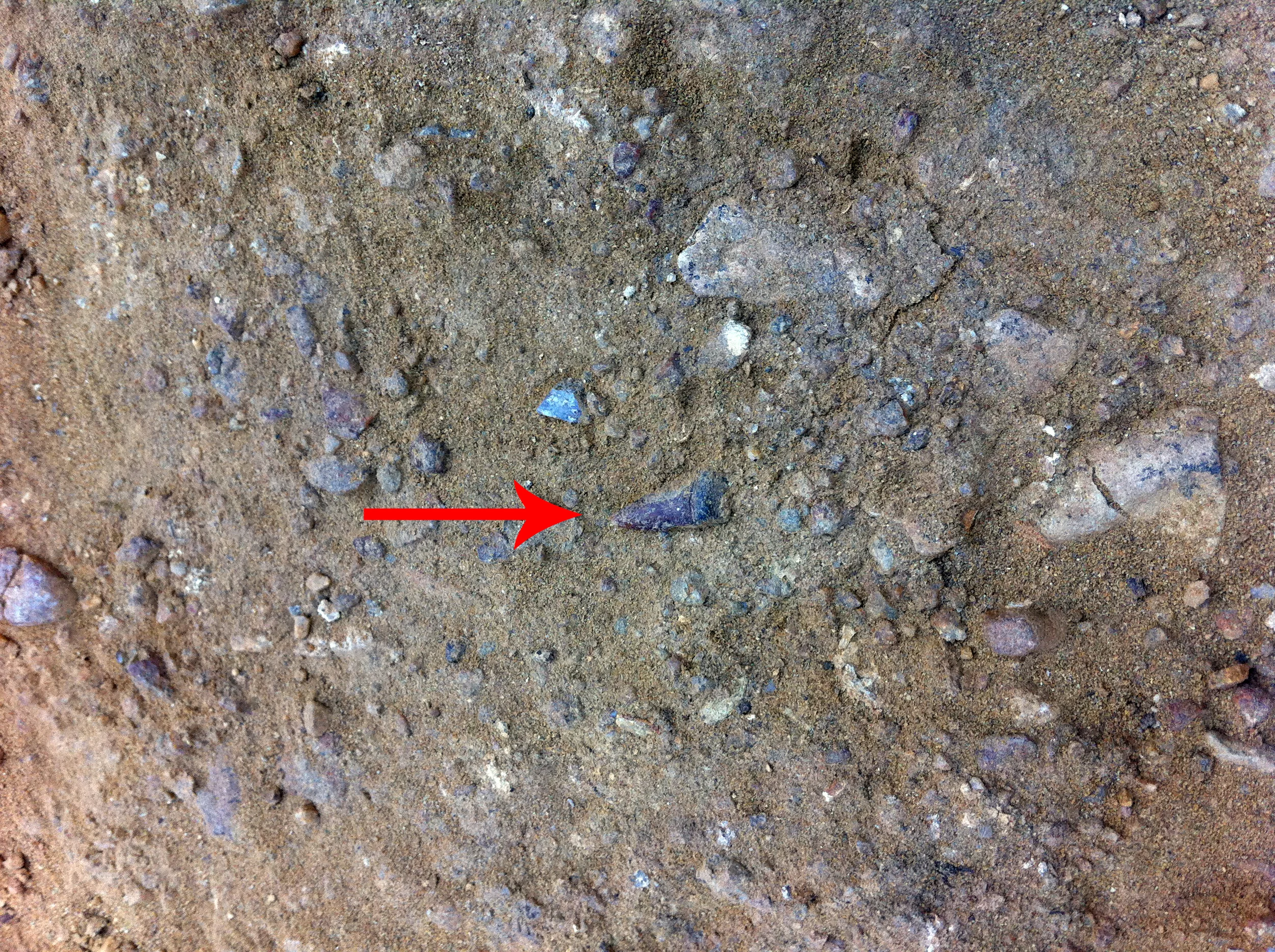  Mako shark ( isurus hastalis ) tooth 