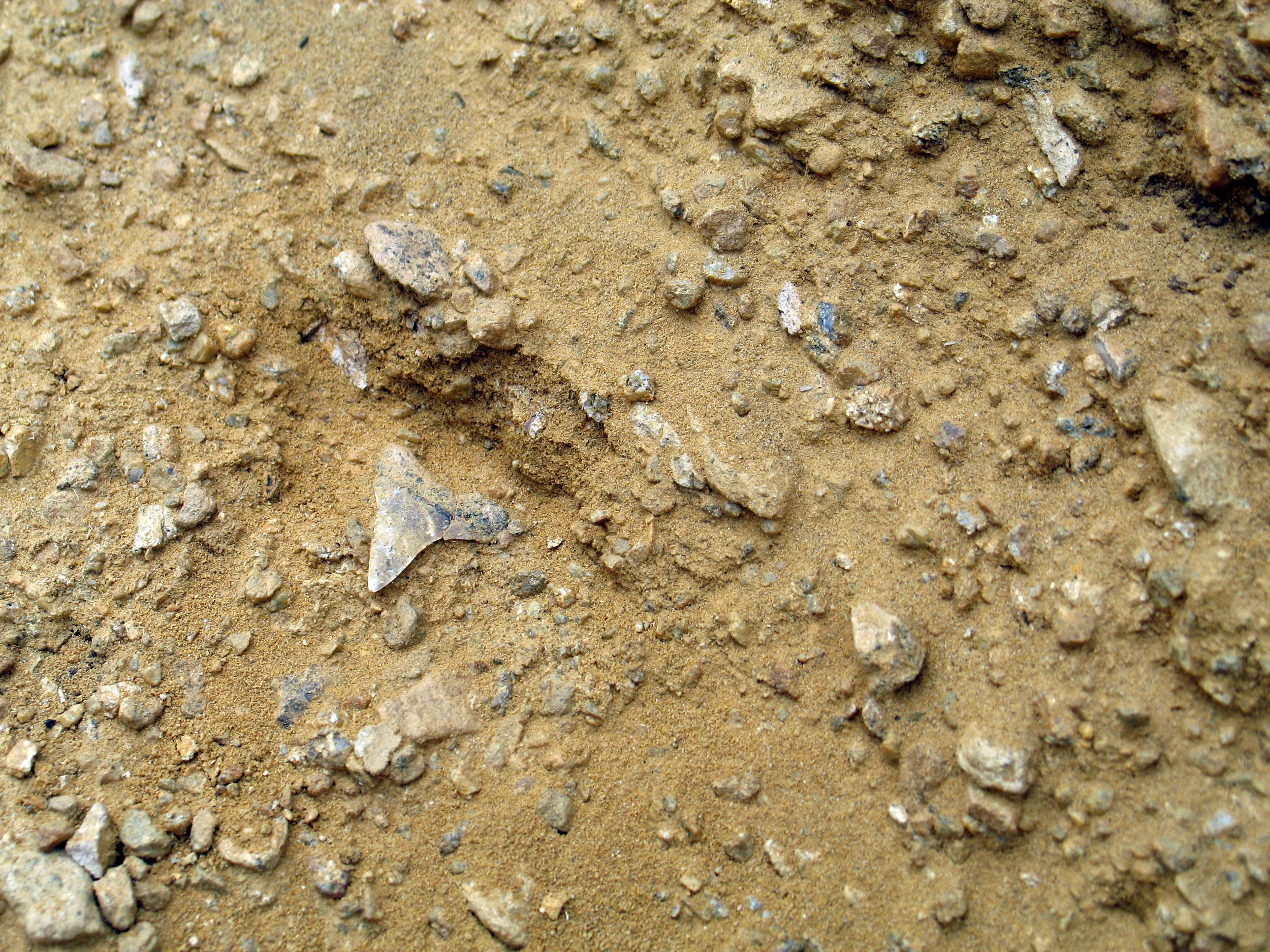  Mako shark ( isurus hastalis ) tooth 