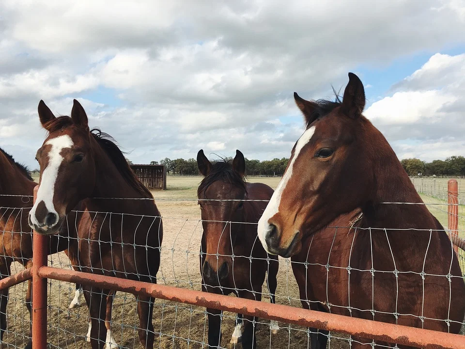 EQUINE/ HORSE FARMS