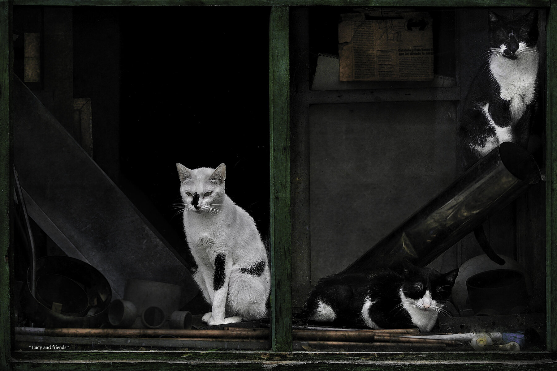 00000                LUCY and friends.jpg