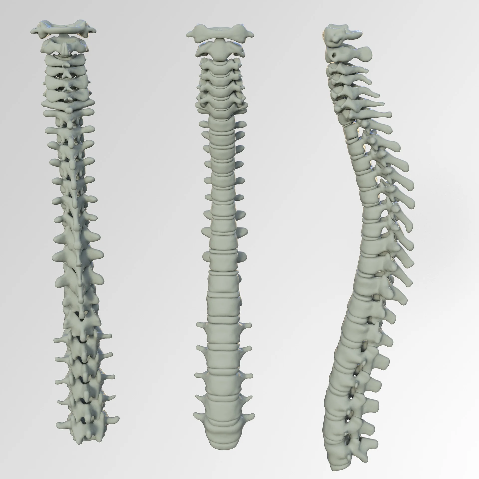 spine.jpg