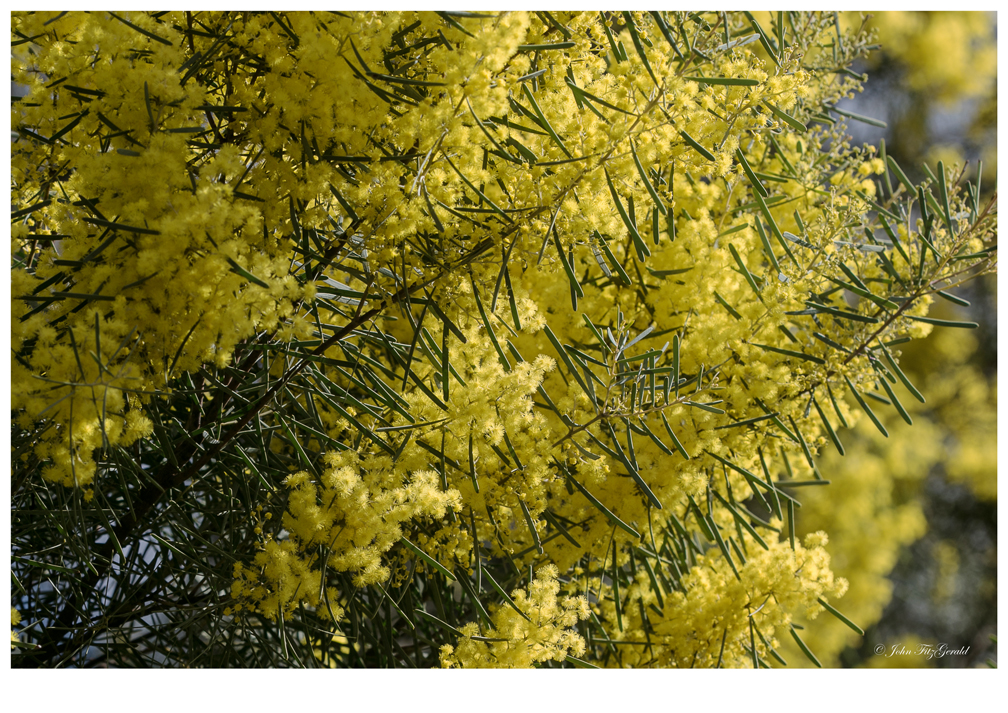 winter gold Glynn's.jpg
