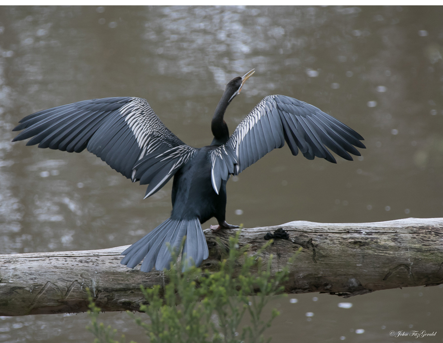 Darter.jpg