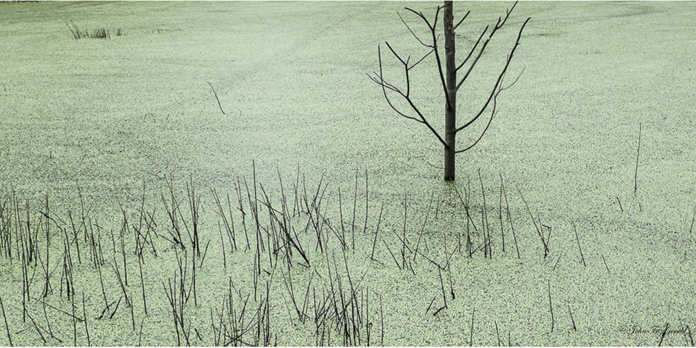 Marais vert web.jpg