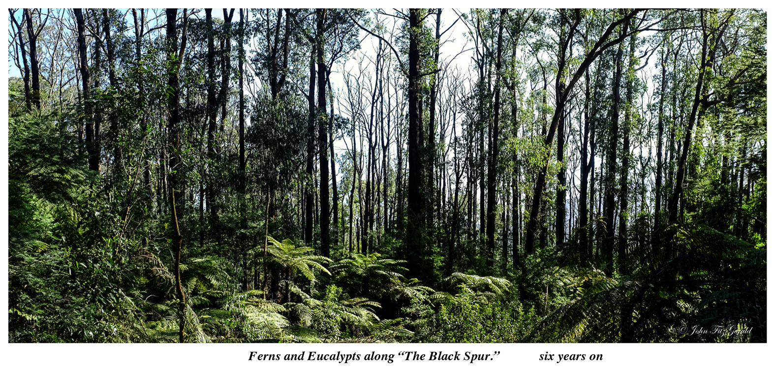 Black Spur for website.jpg