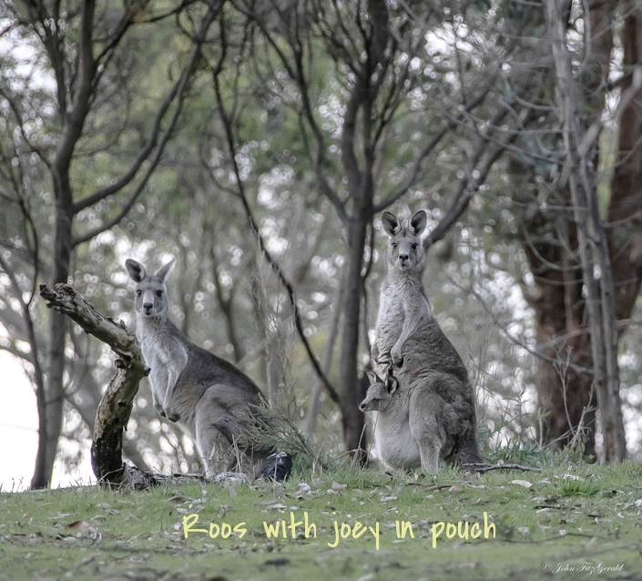 Three roos.jpg