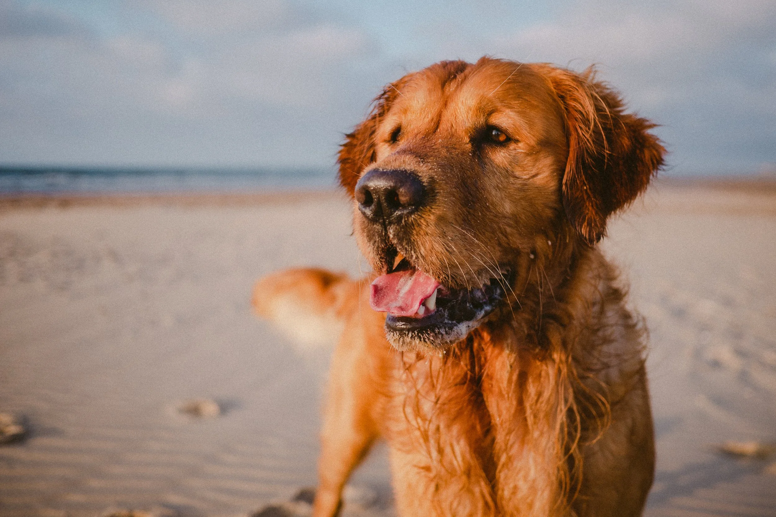 Recreating The Timeless Charm of the Kodak ColorPlus 200: The Ultimate Guide to PICTS Lab's Kodak Film Lightroom Presets