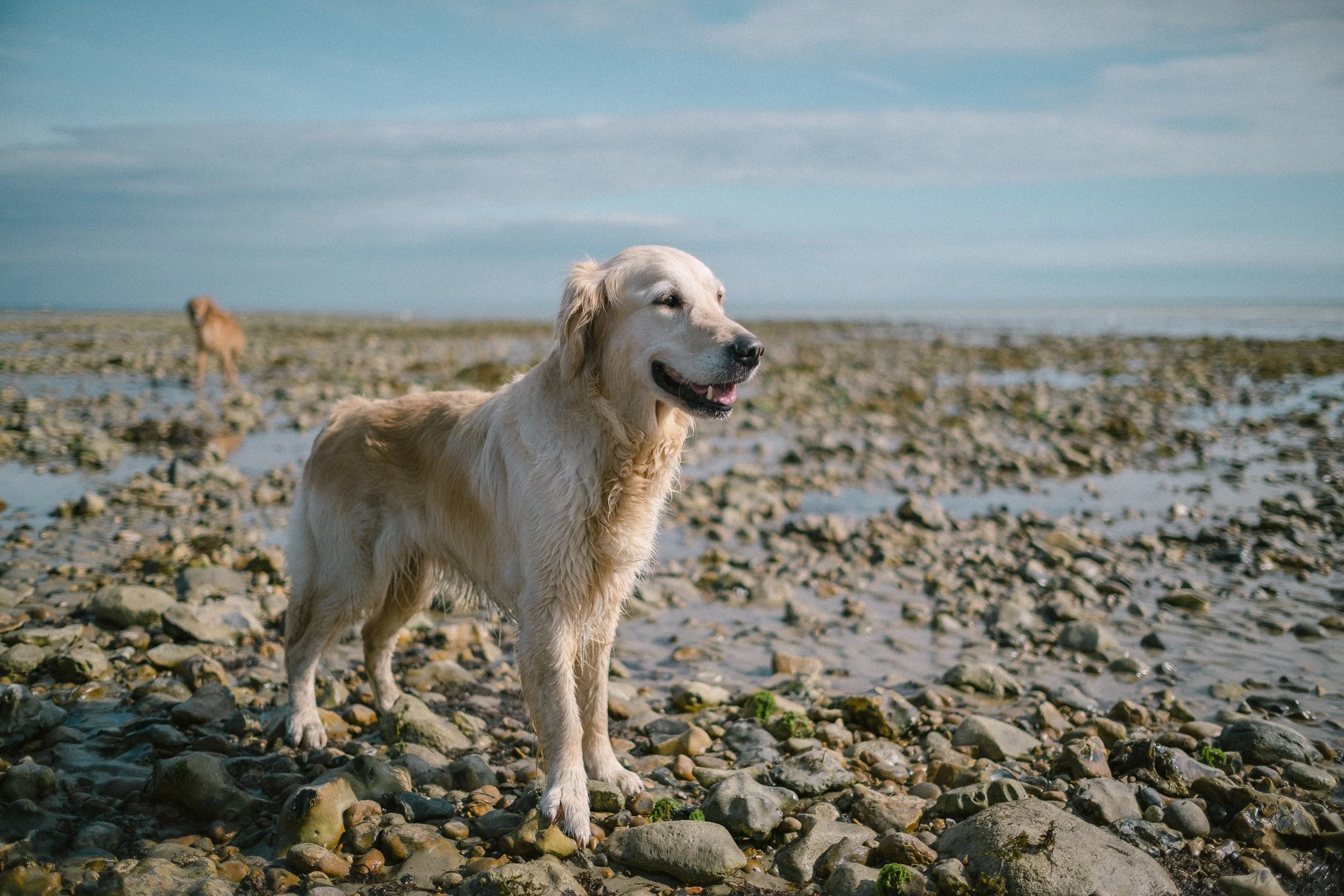 Unveiling the Magic of Fujifilm Pro 400H