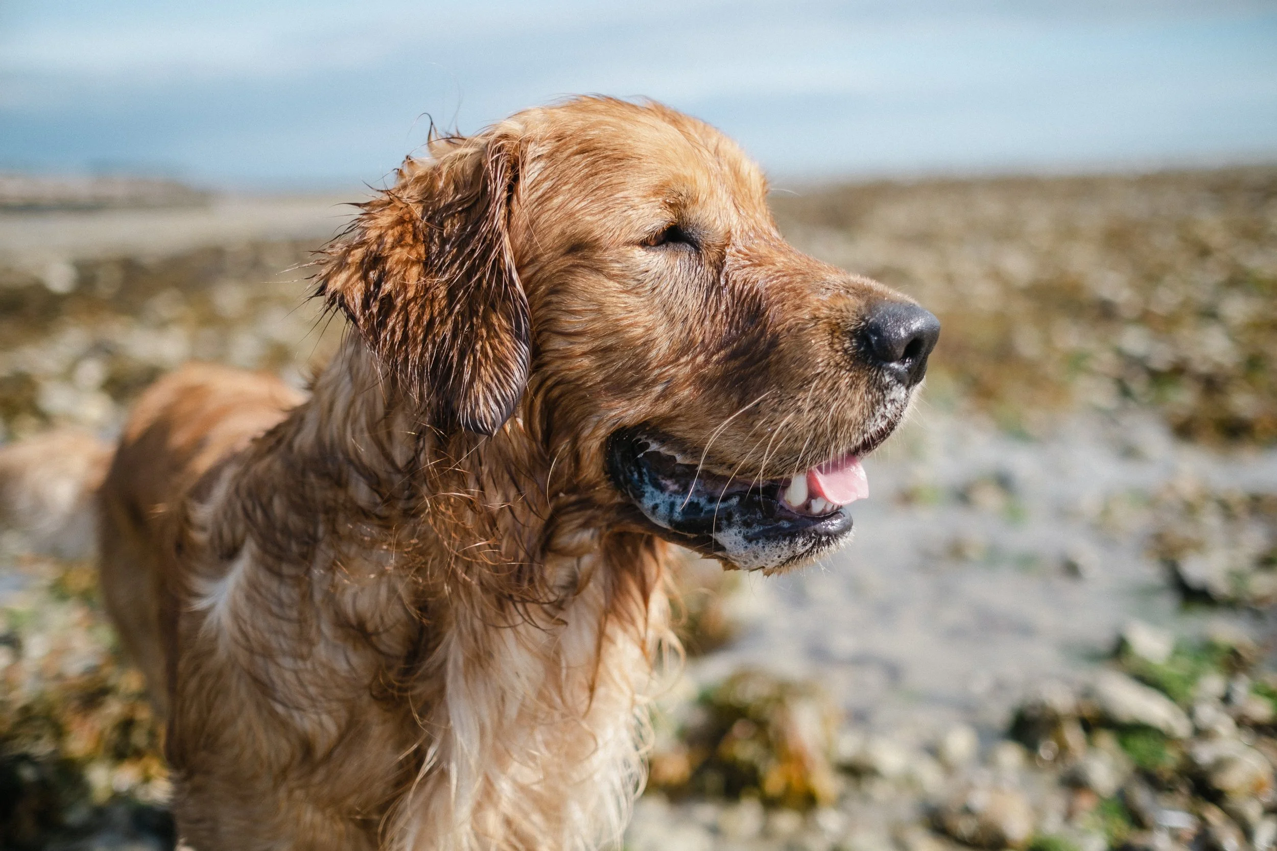 Transform Your Photos with Kodak Portra 400 Lightroom Preset