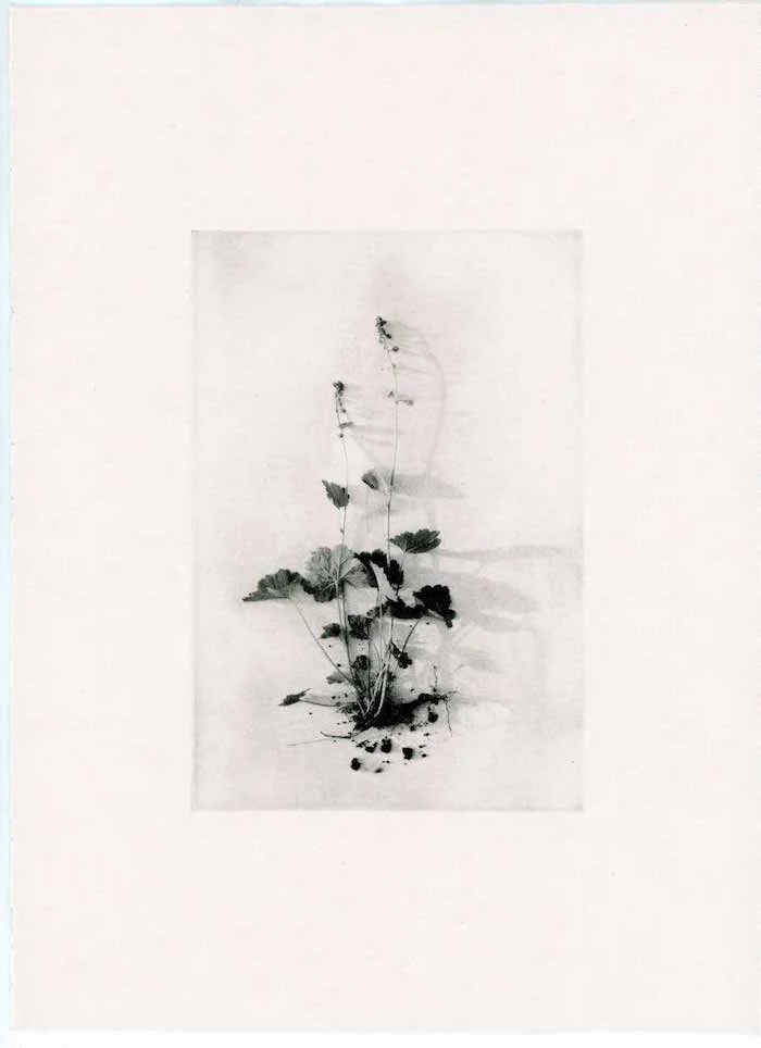 c copy.jpg