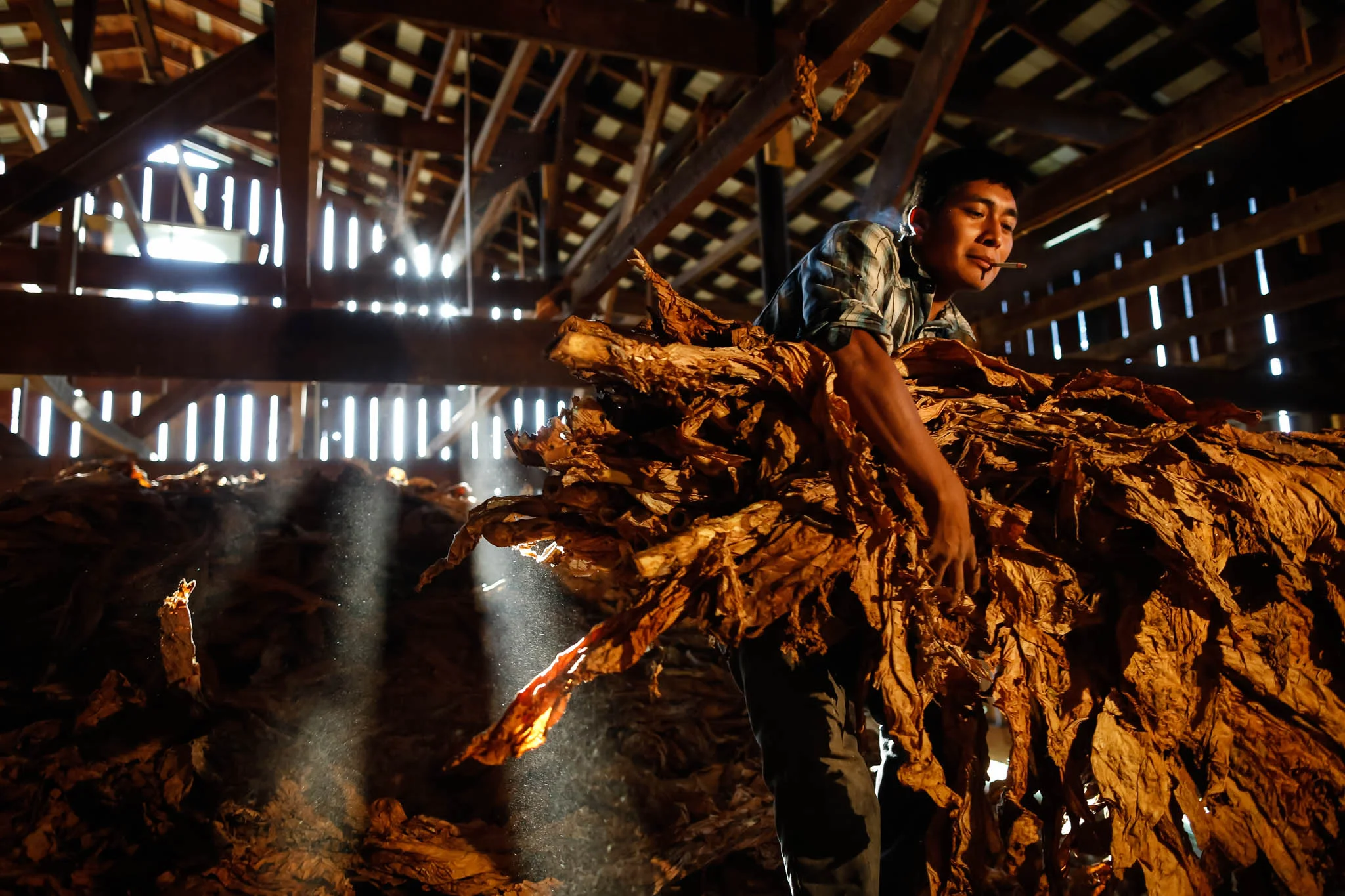 A migrant worker from Oaxaca, Mexico prepares tobacco stalks for stripping in Midway, Kentucky. 