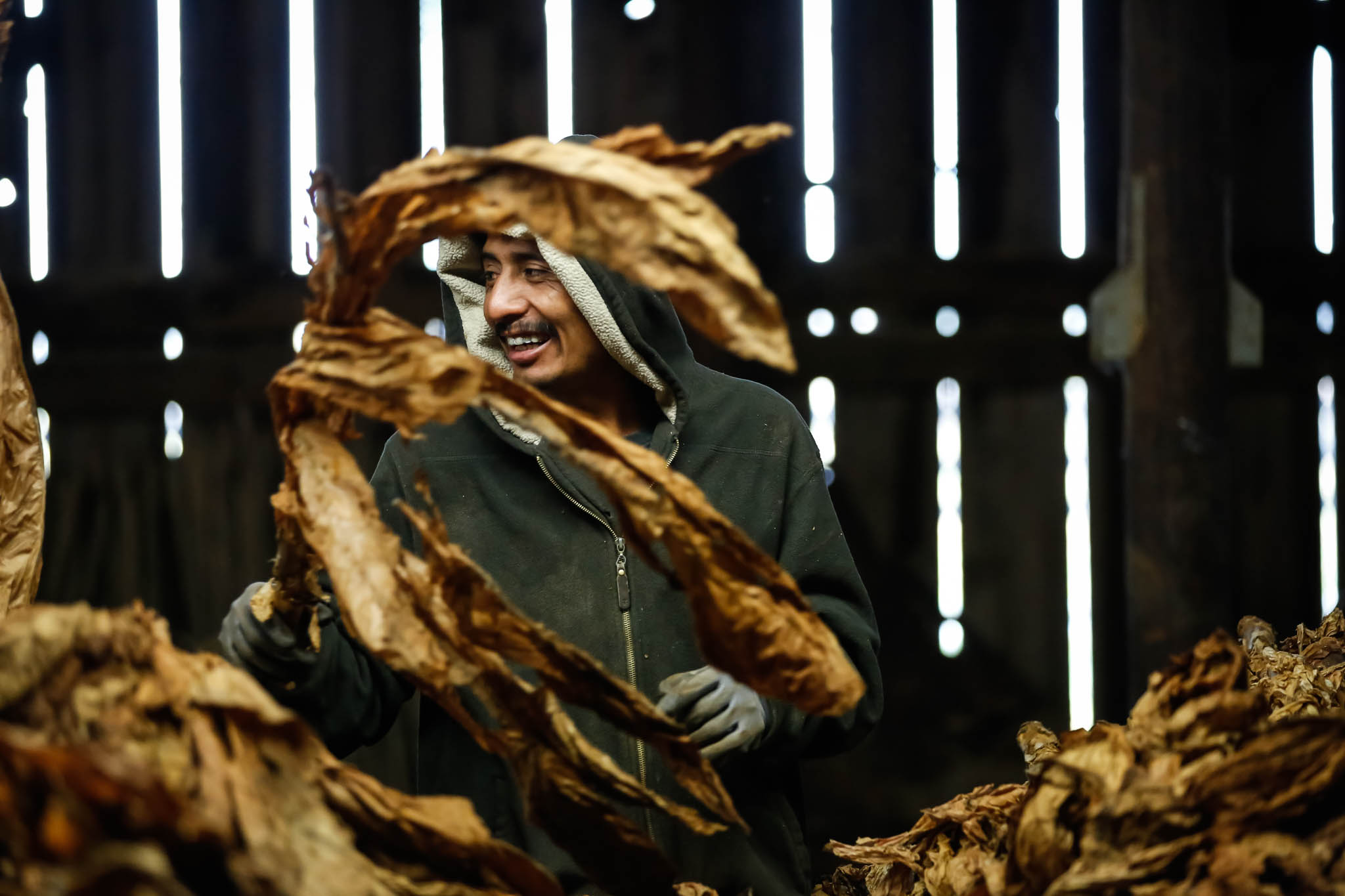   Migrant workers tell jokes as they strip leaves from the tobacco stalk in Midway, Kentucky. There are three grades of leaves on a tobacco stalk that are separated for processing.  