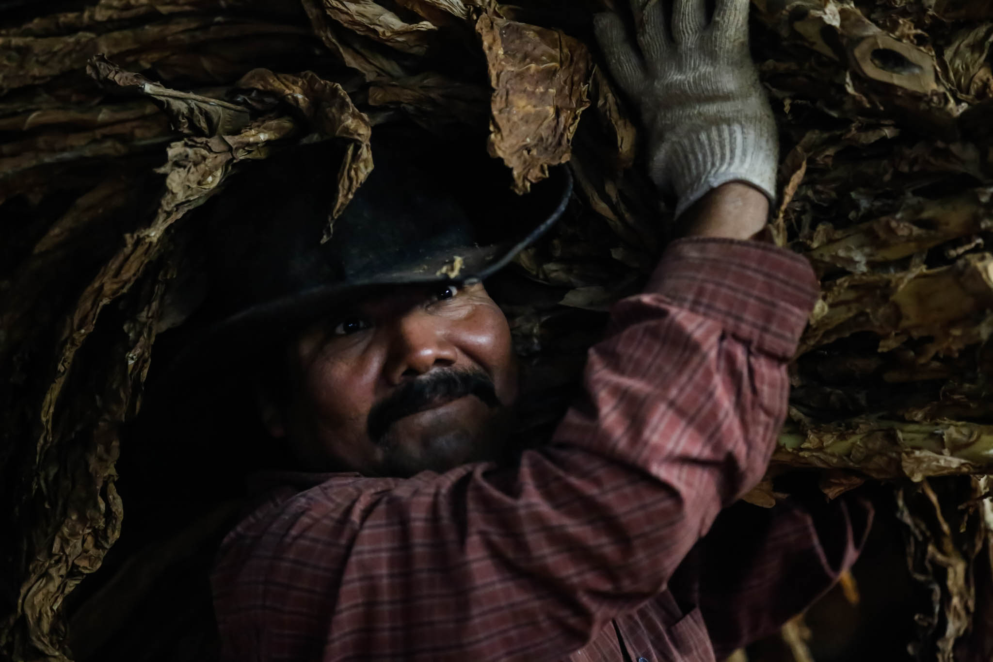  Benjamin Crúz Perez, a 42-year-old migrant worker from Mexico, carries stalks of tobacco to be processed at a barn in Midway, Kentucky. 