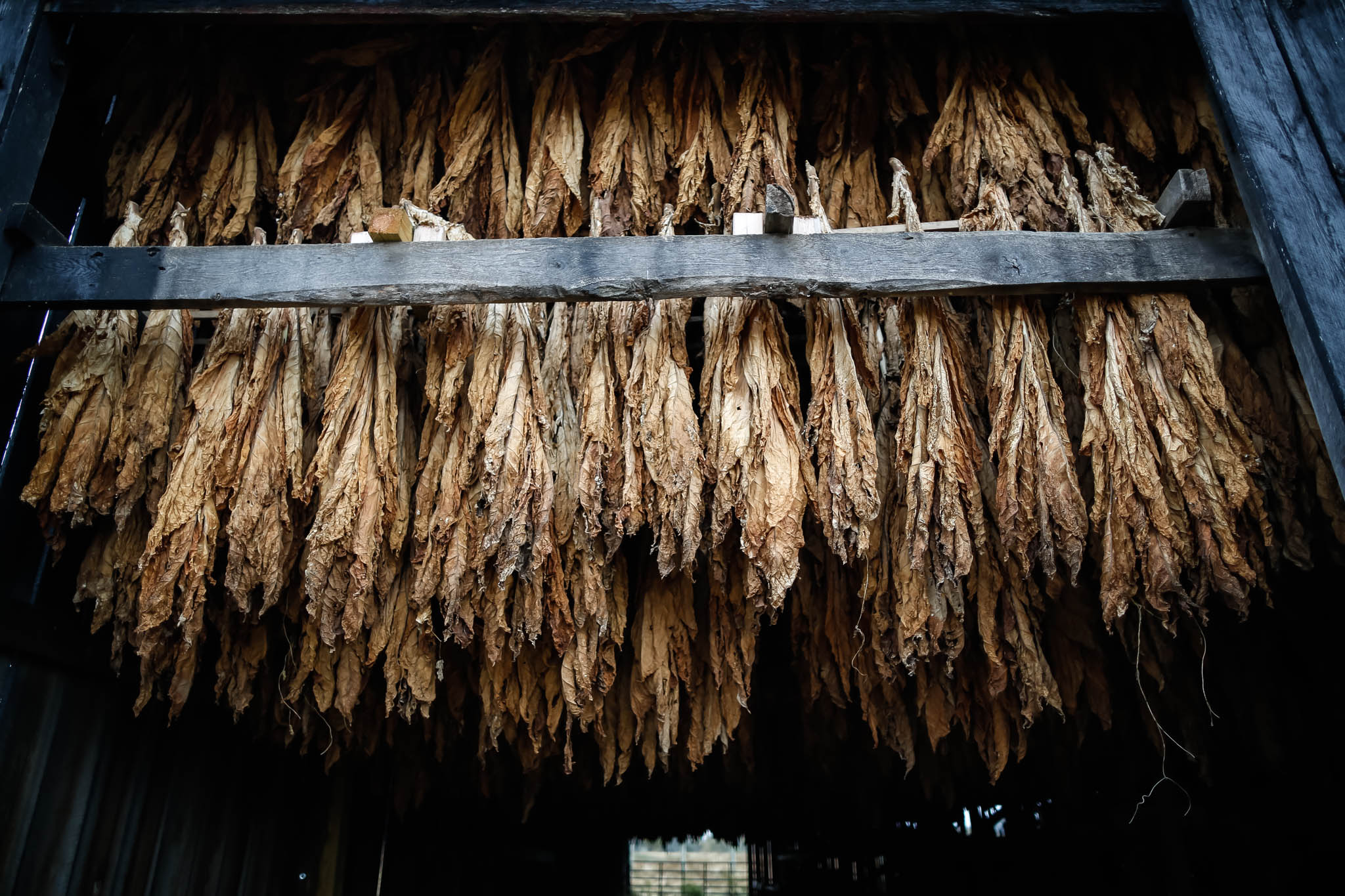  Tobacco stalks are hung upside down in the rafters of the barn to reduce moisture after harvesting. 