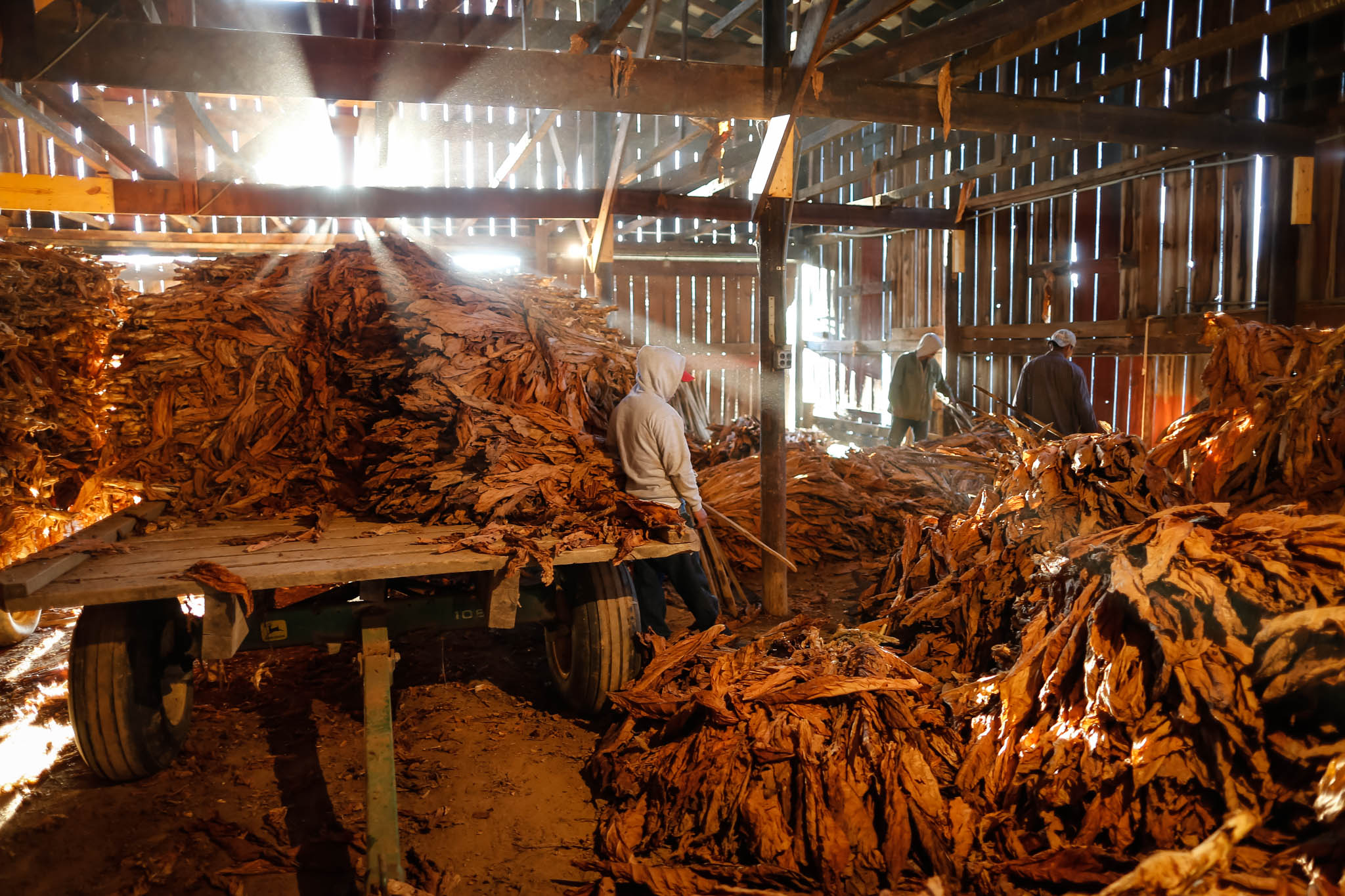  Migrant workers stock pile tobacco stalks as they are taken down from the rafters. 