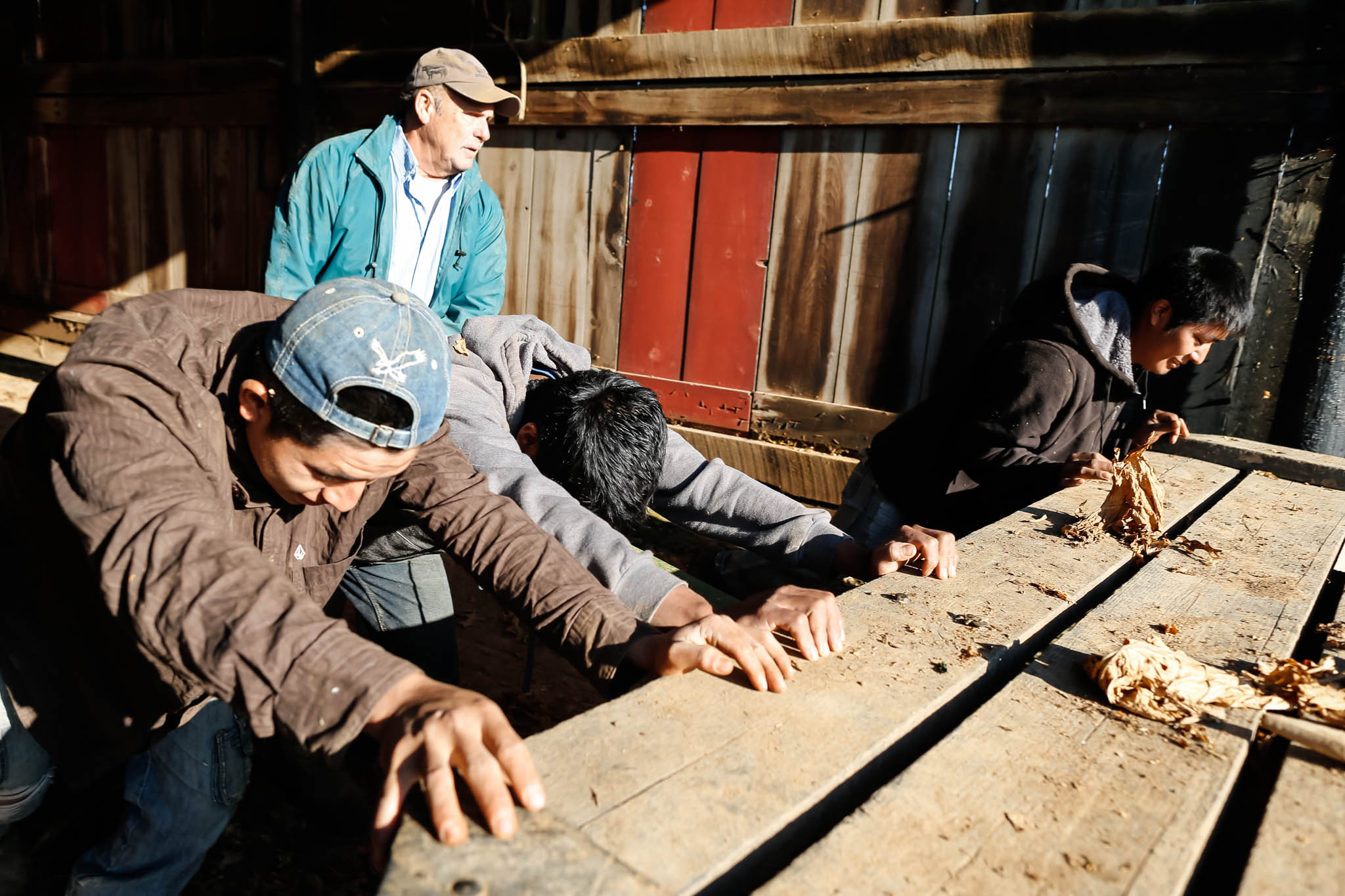  Mucci and the migrant workers remove wagons from the barn to make room for tobacco.&nbsp; 