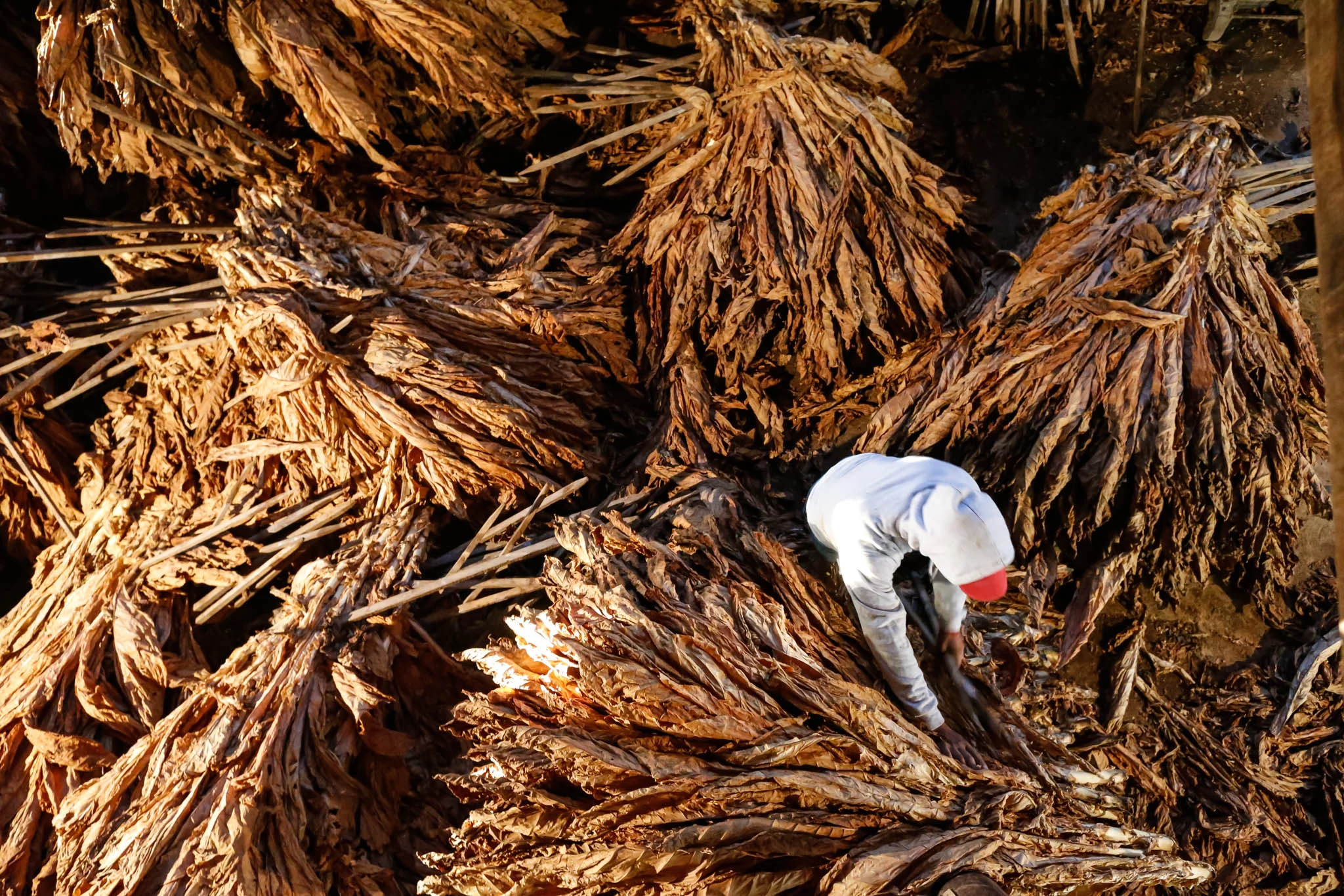 Tobacco stalks are separated for processing at the Mucci Farm in Midway, Kentucky. 