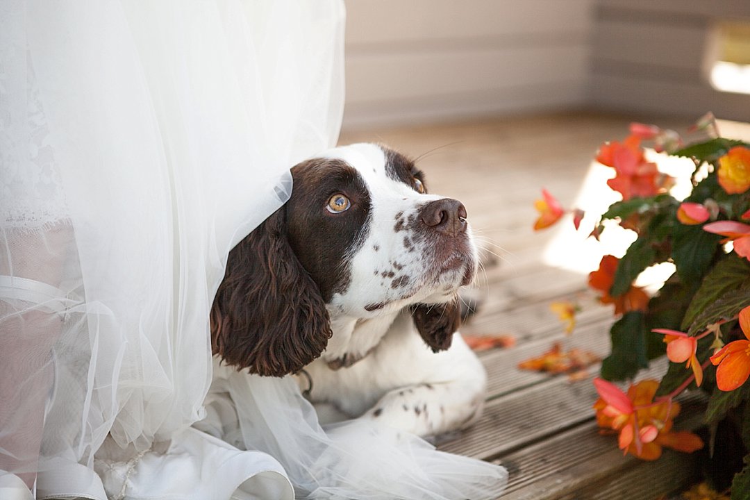 dog portrait, wedding, photography, wedding photography