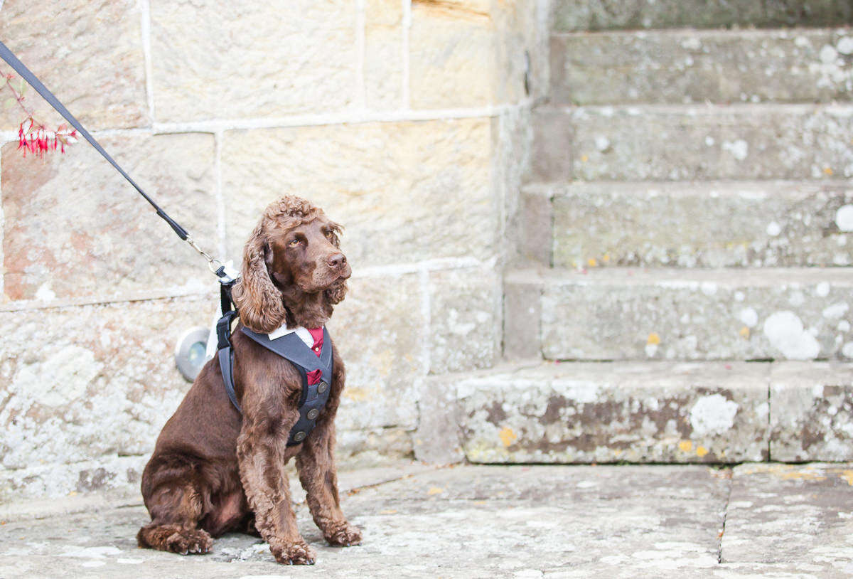 Zoe & Jonny - Wadhurst Castle-31.jpg