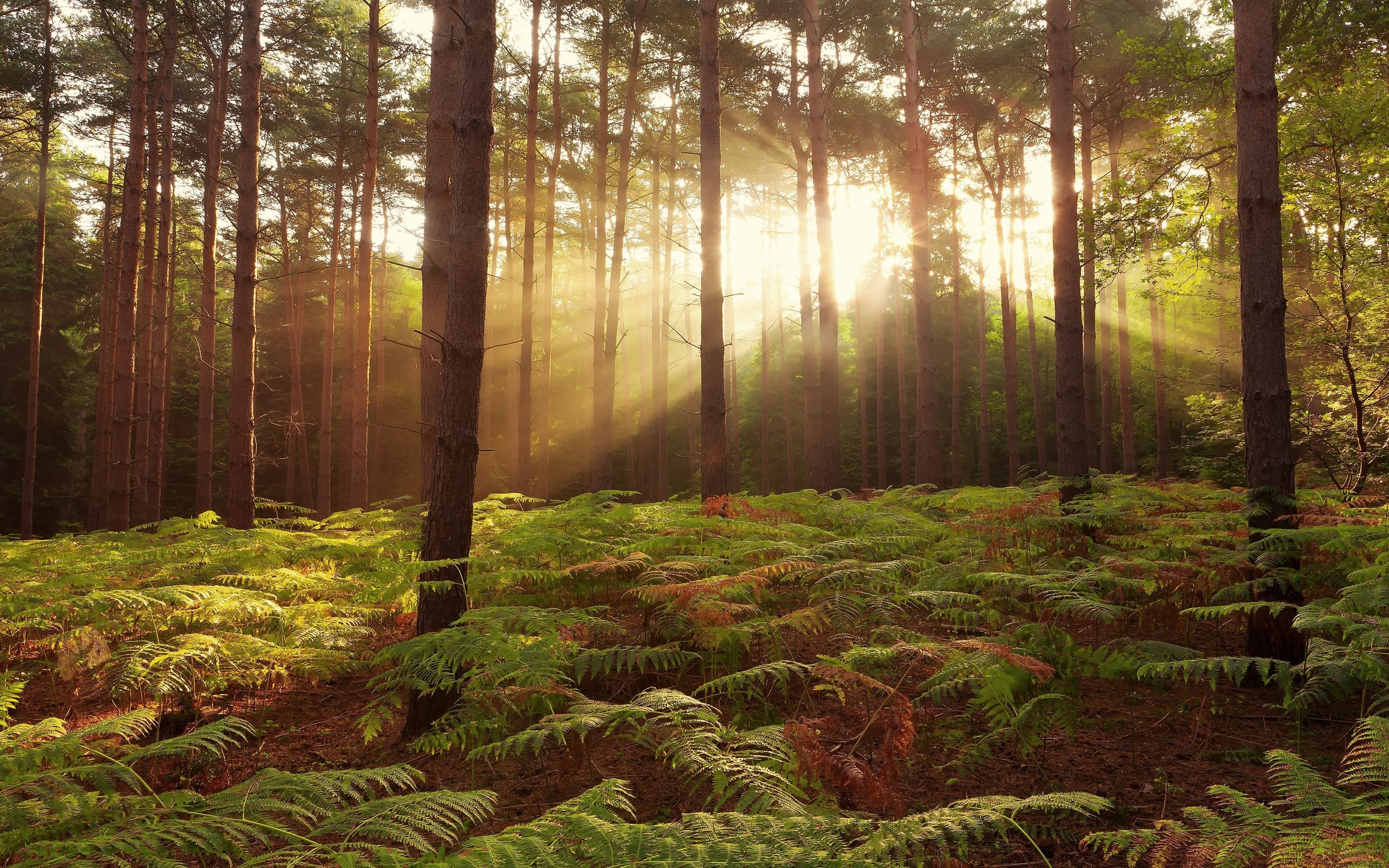 forests_sunlight_trees-36259.jpg