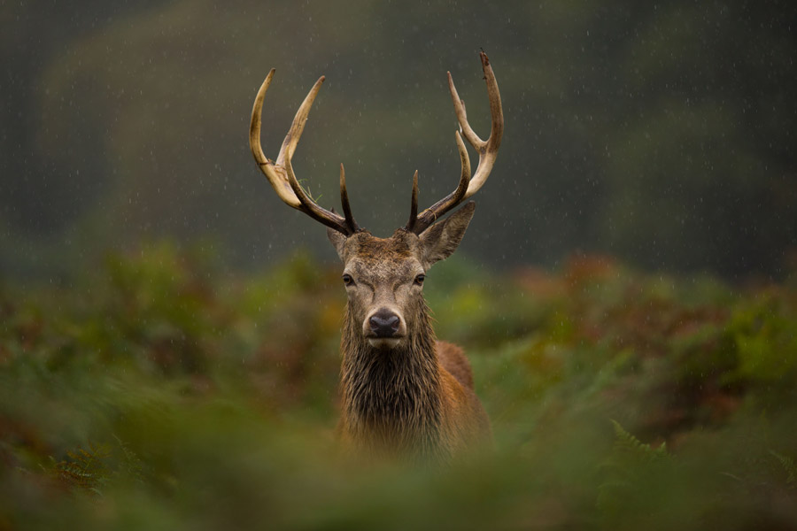 deer.jpg
