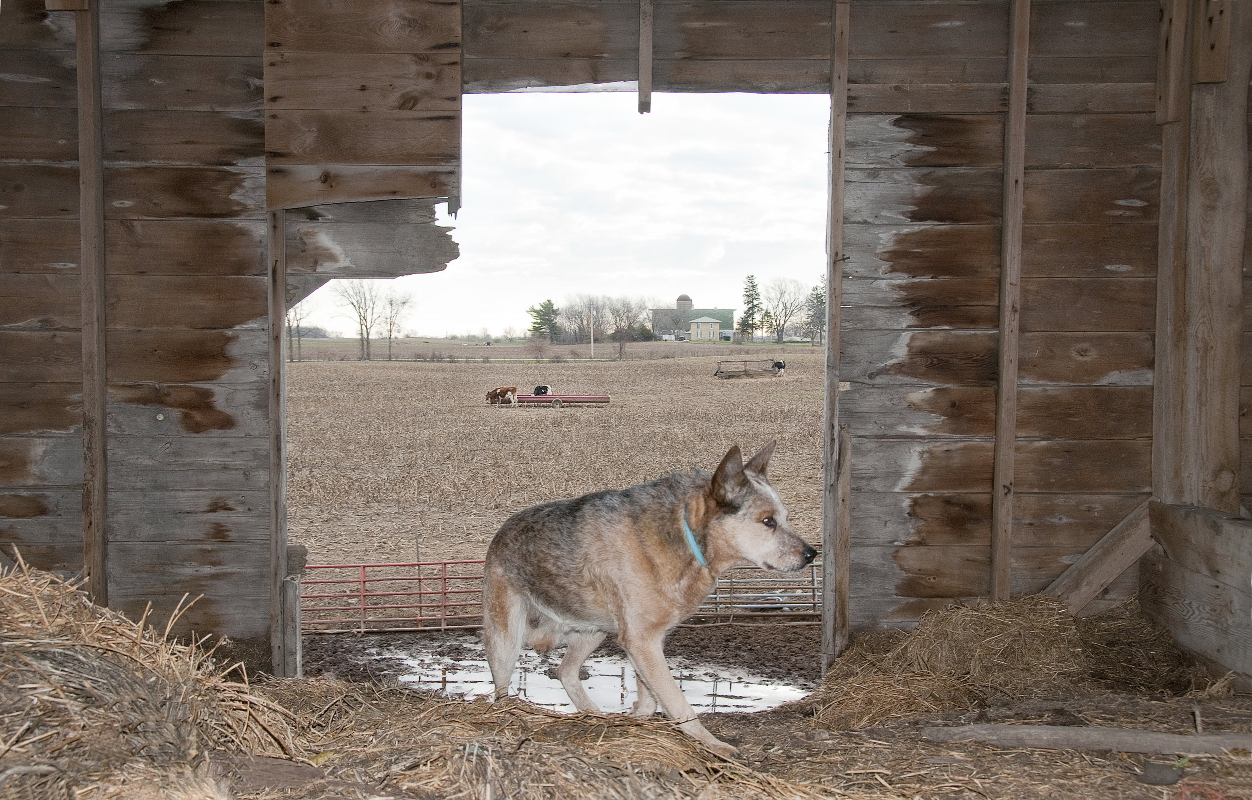 Sam, the Red Heeler, is 11 years old. He lives outdoors on the Saunders farm. He has never been linked to a leash, visited a veterinarian, or taken a pill. 