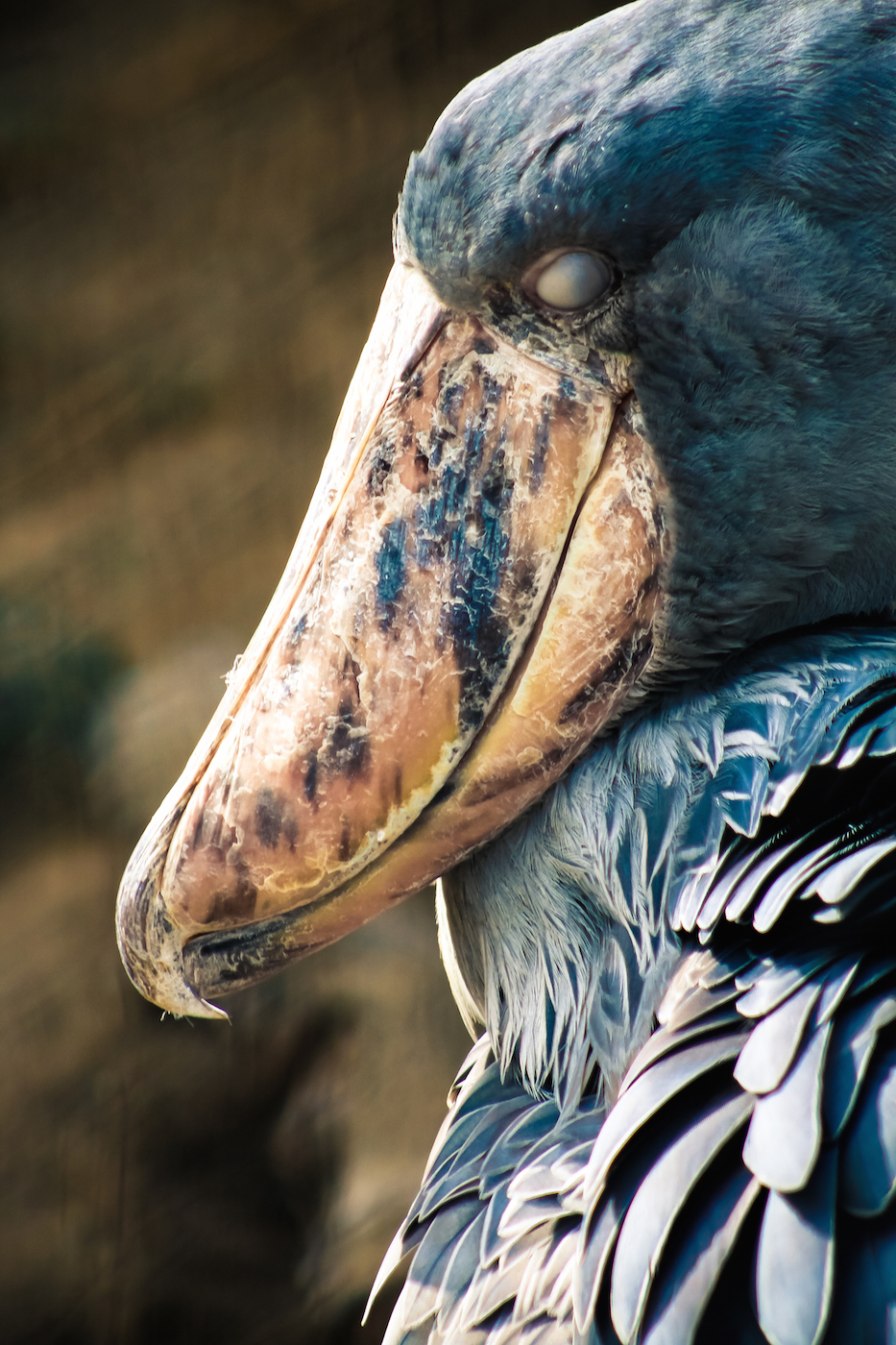 Shoebill Stork