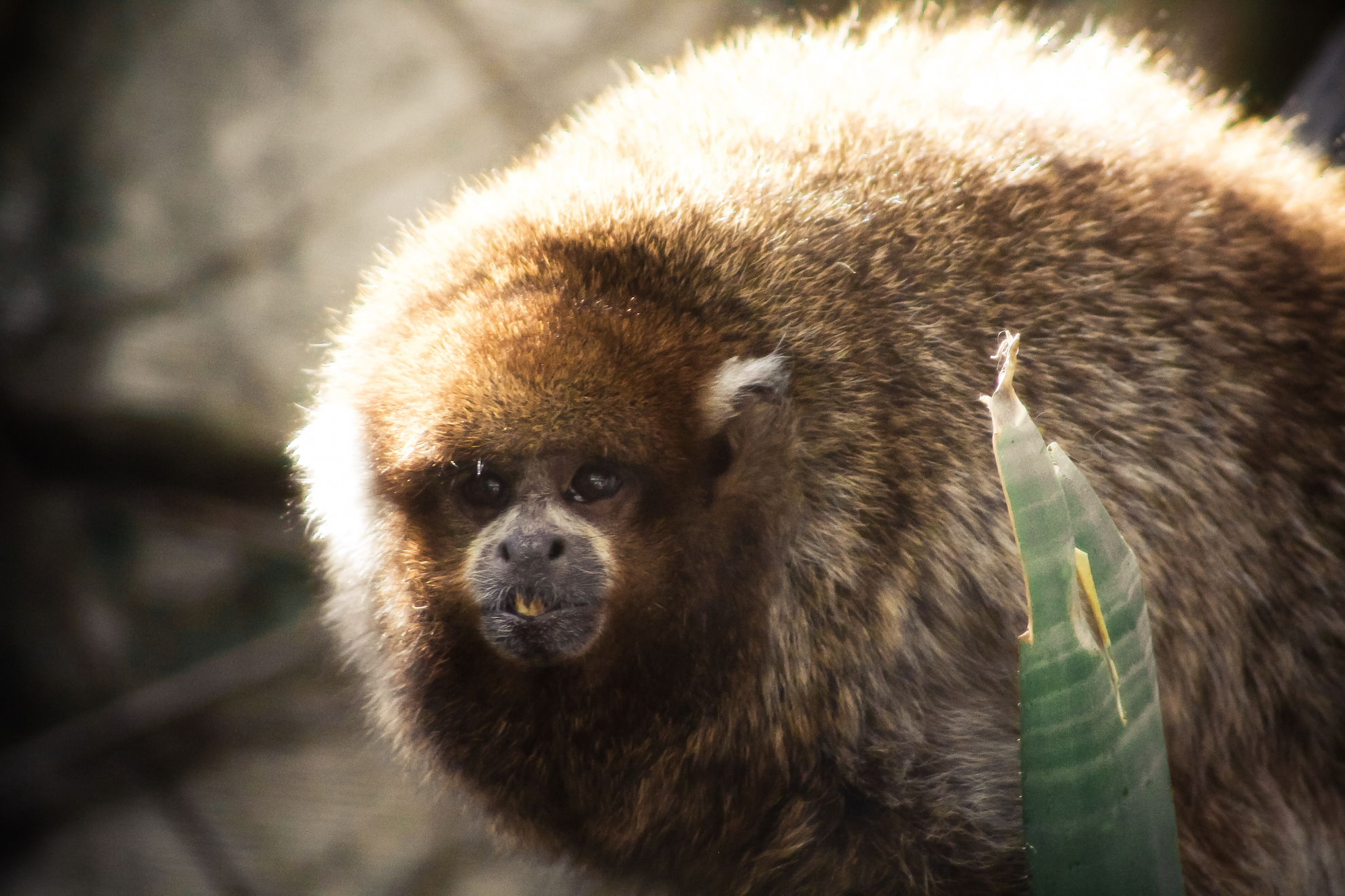 Bolivian Grey Titi Monkey