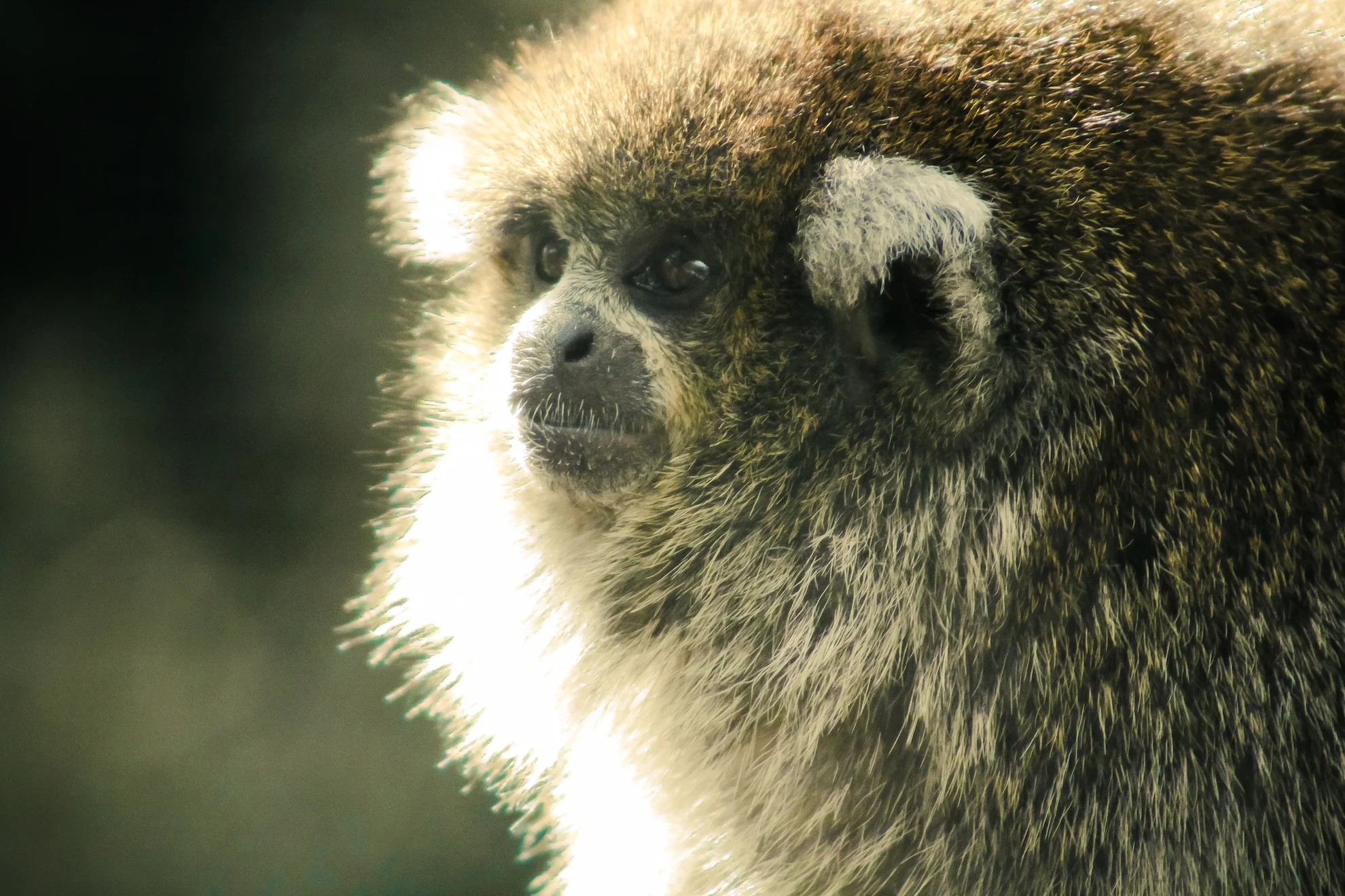 Bolivian Grey Titi Monkey