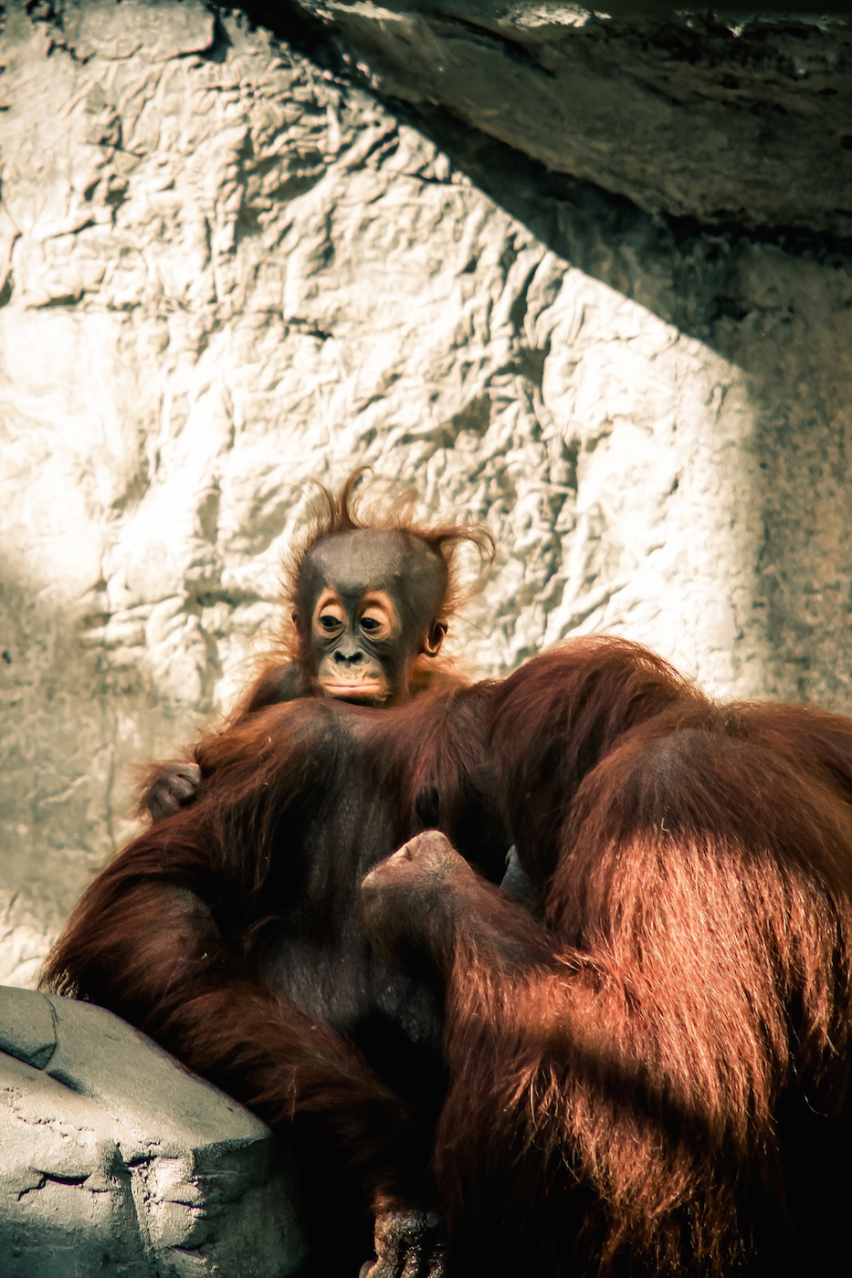 Bornean Orangutan Mother and Child