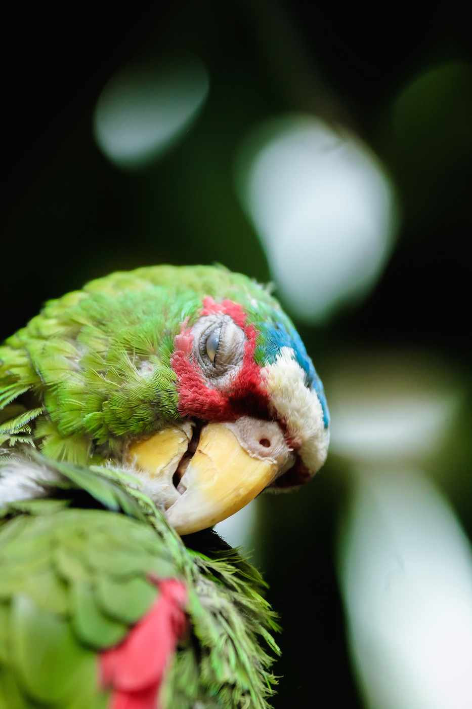 Red-Lored Parrot