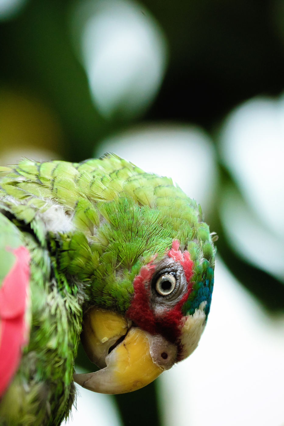 Red-Lored Parrot