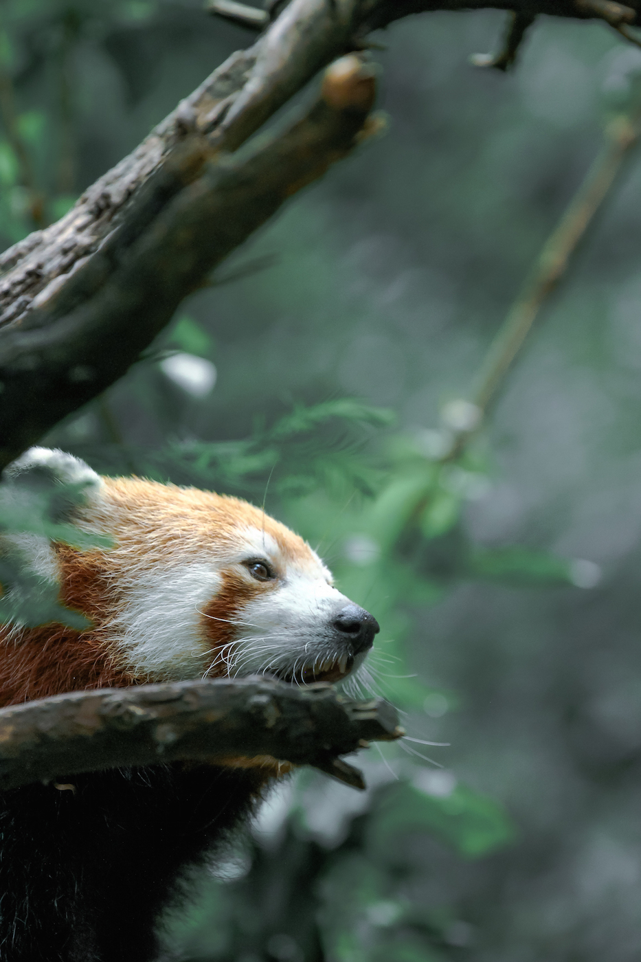 Red Panda