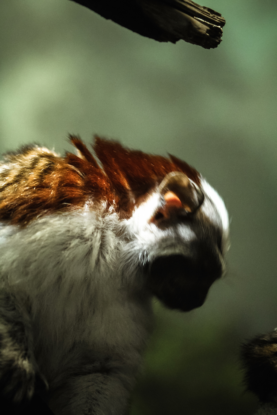 Geoffroy's Tamarin