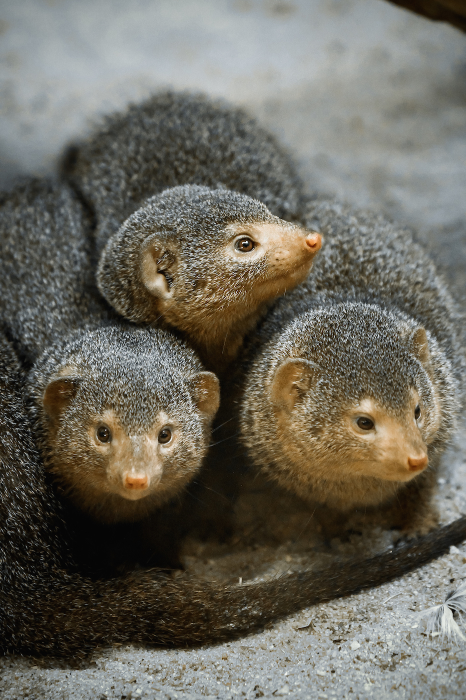 Dwarf Mongoose